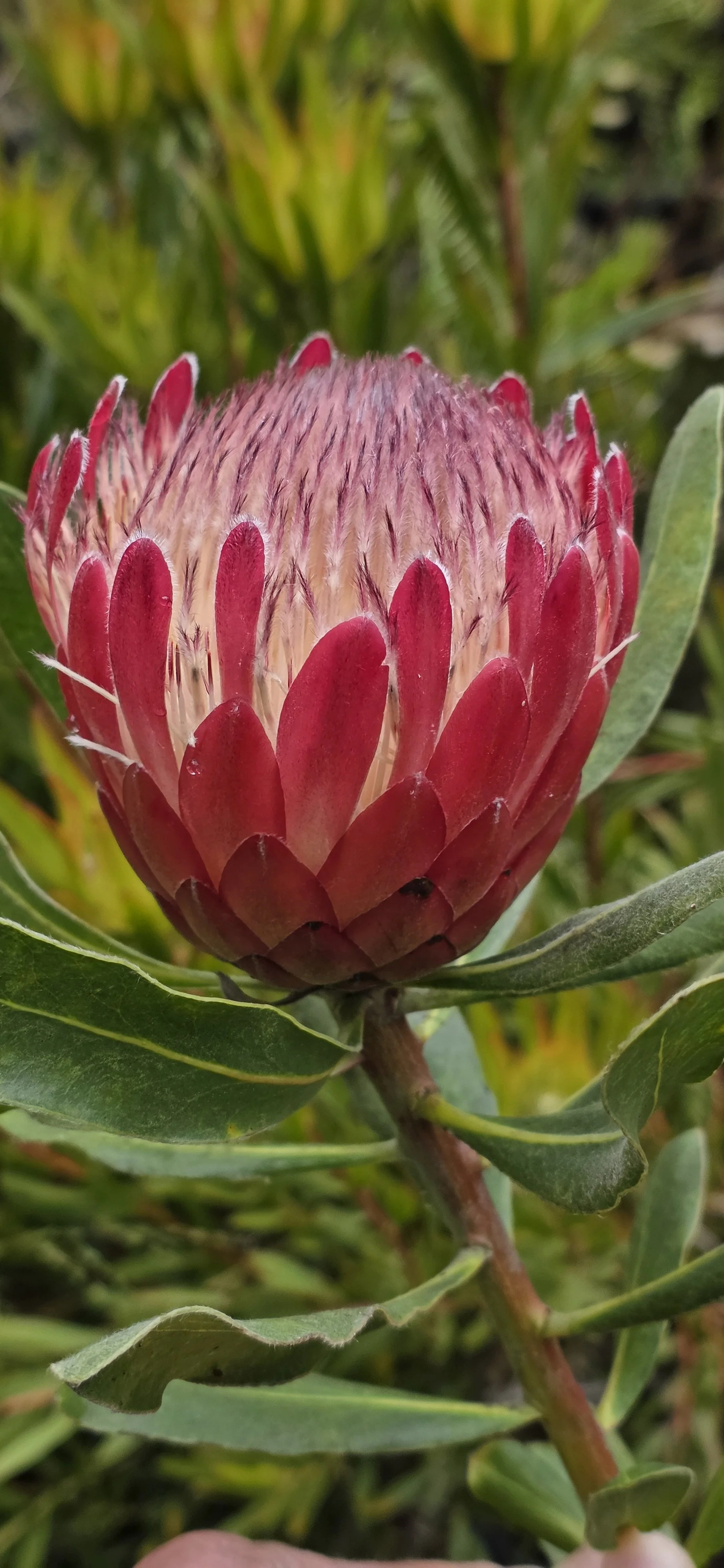 New plants have arrived at Peacock Horticultural Nursery to be included in our 25% off Anniversary sale ending on Sept 27th