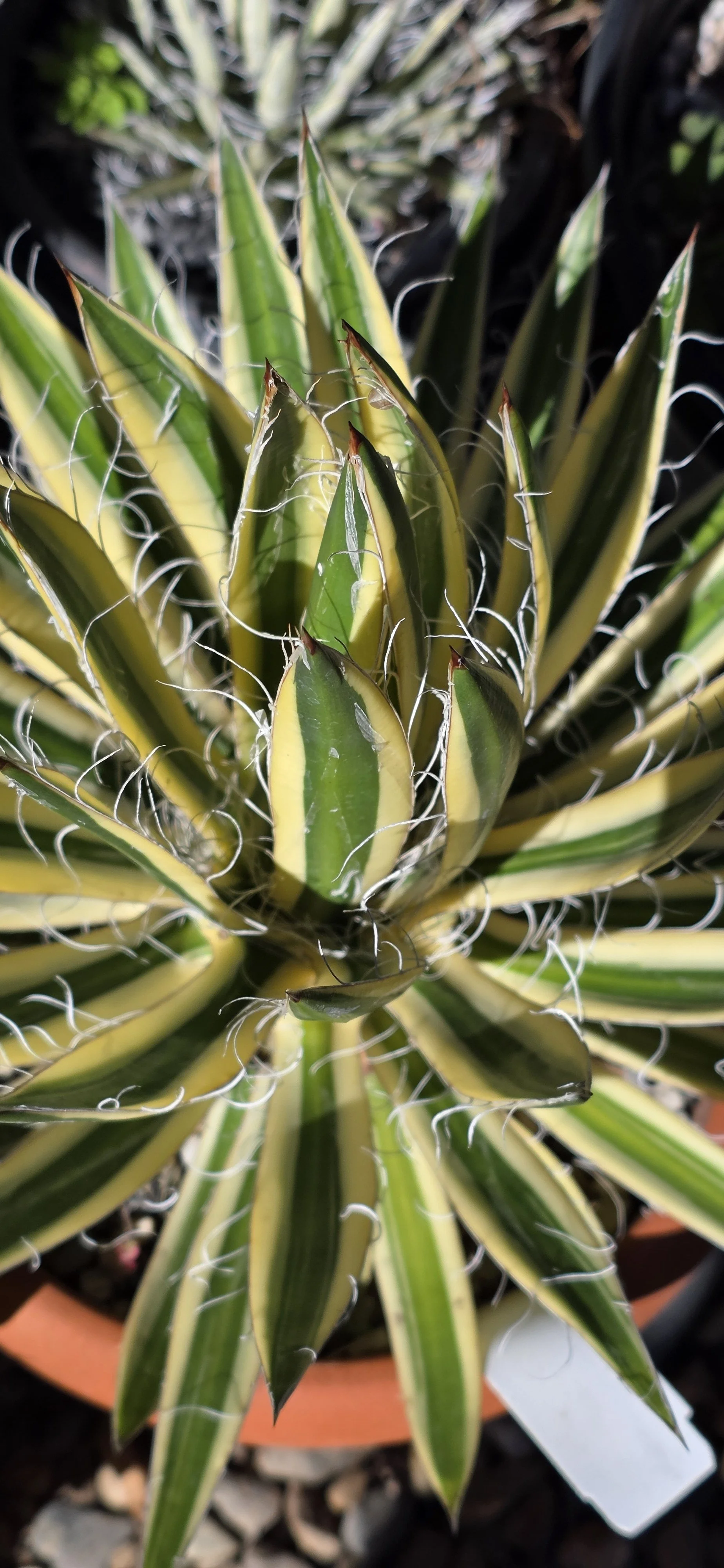 New plants have arrived at Peacock Horticultural Nursery just in time for Fall planting season
