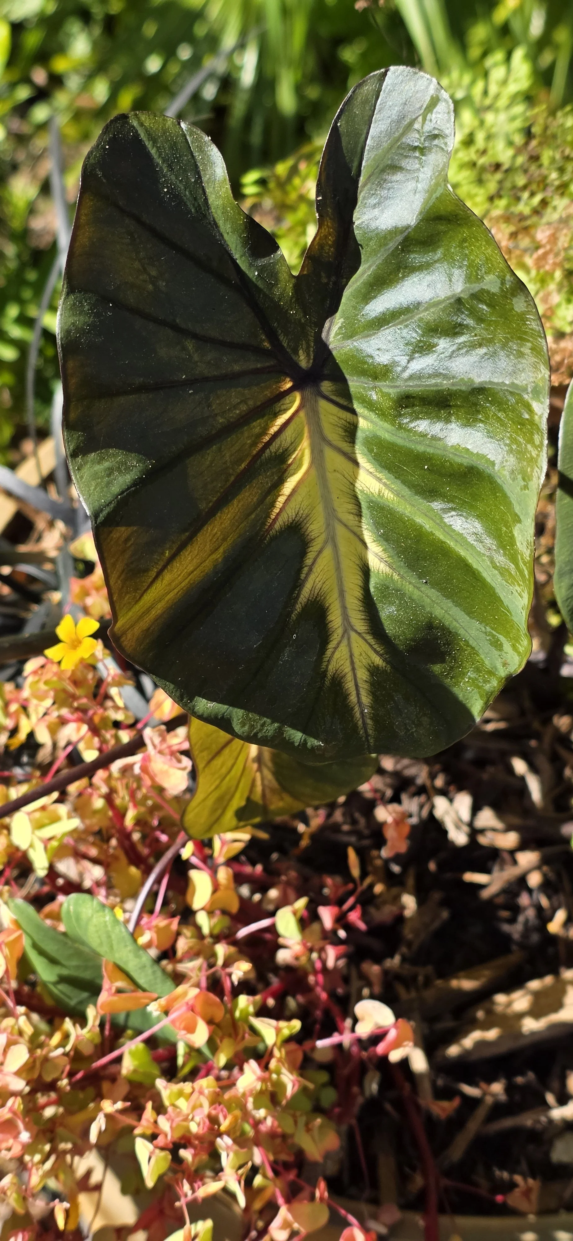More new plants just arrived at Peacock Horticultural Nursery