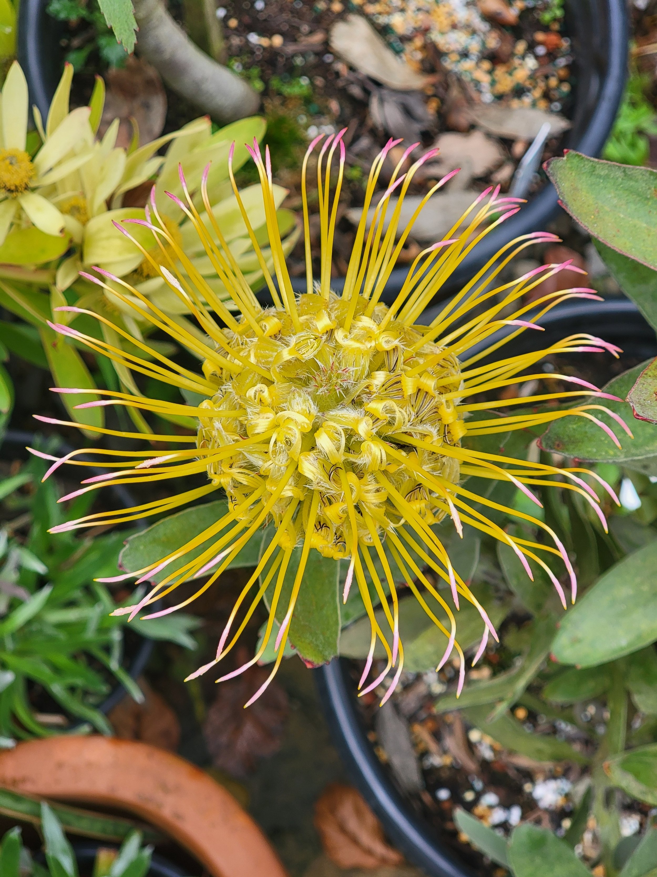winter blooming Pincushion