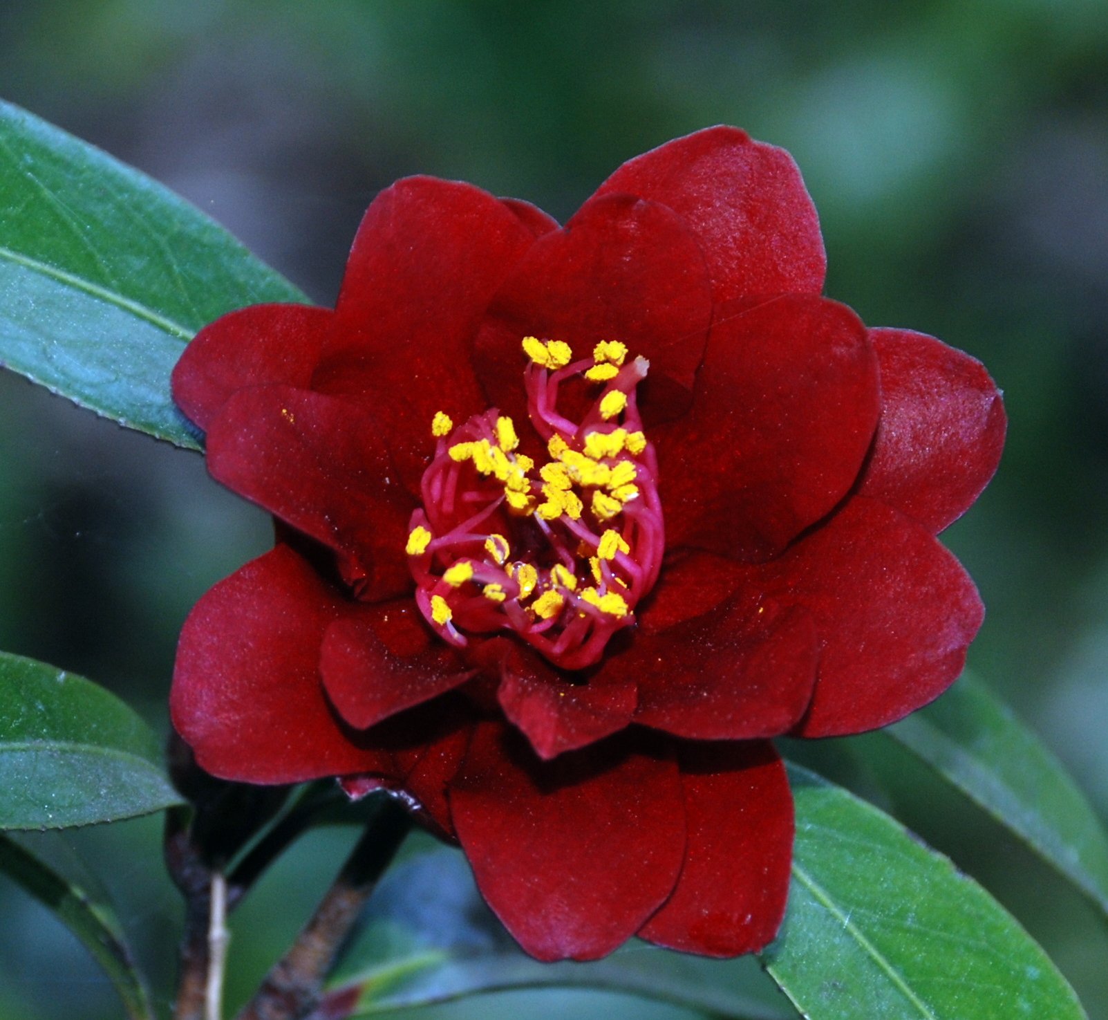 Plant of the week - March 29, 2024