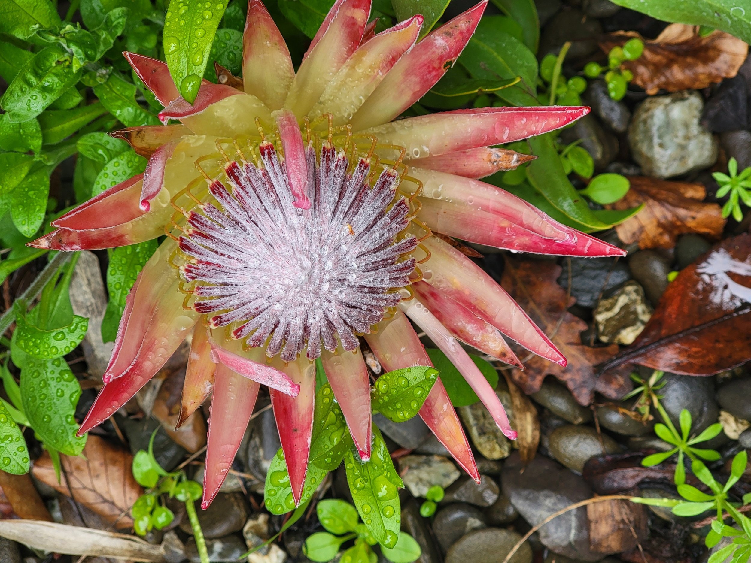 Dwarf King Protea