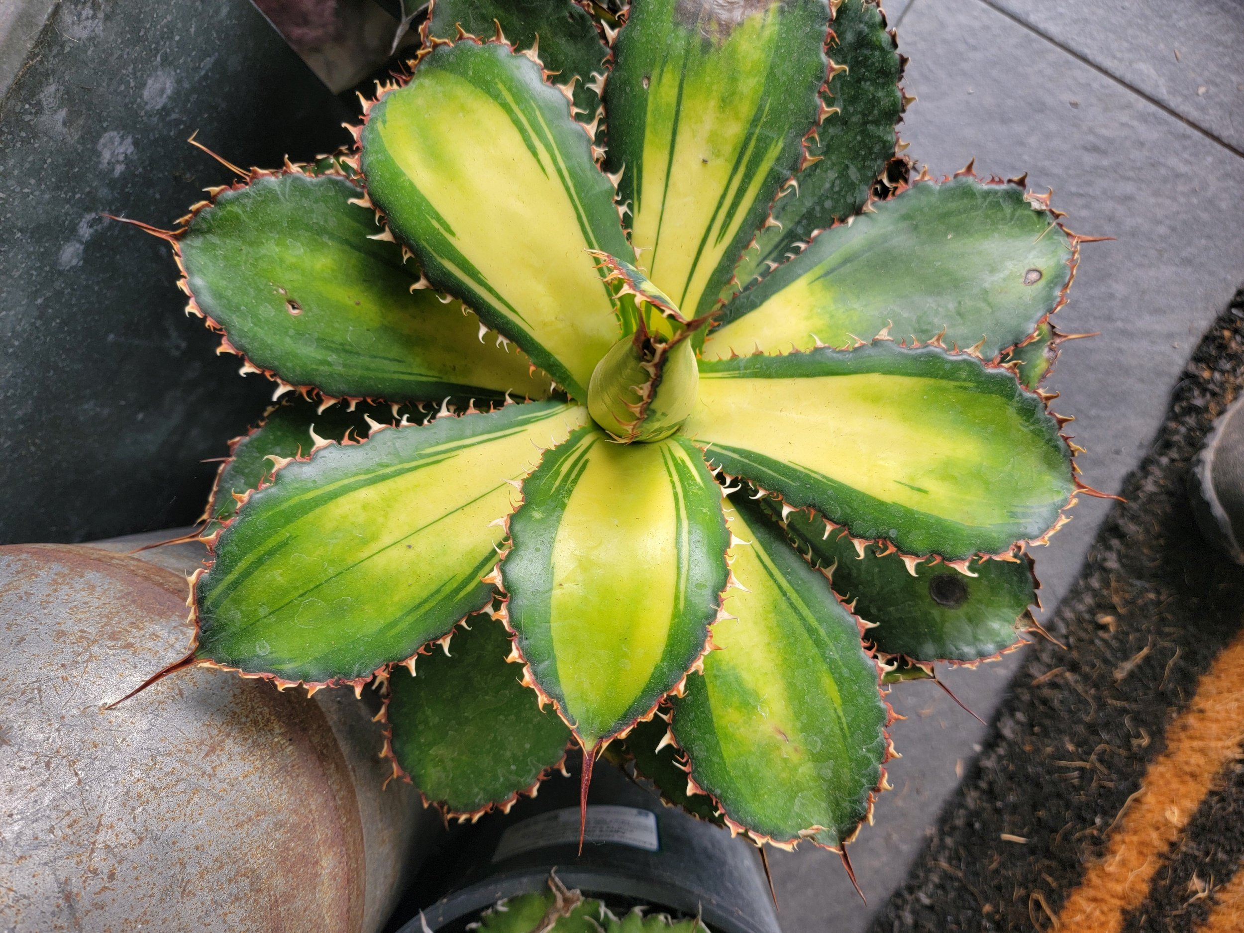 Variegated agave