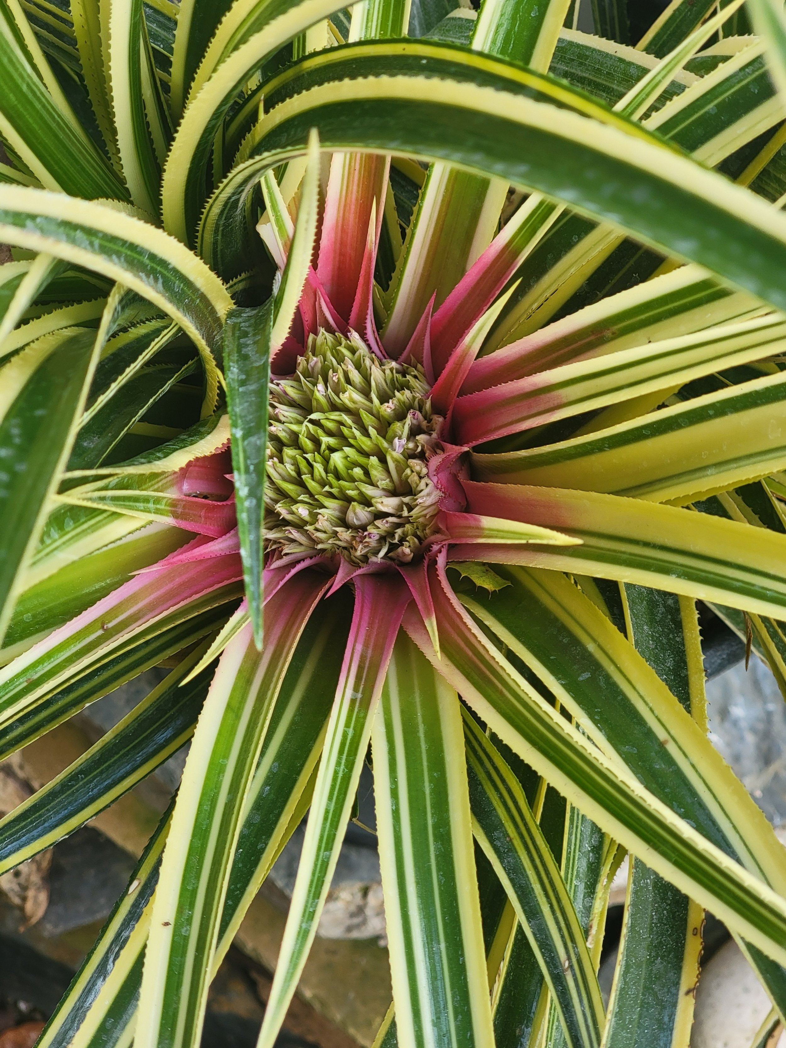 Variegated bromeliad