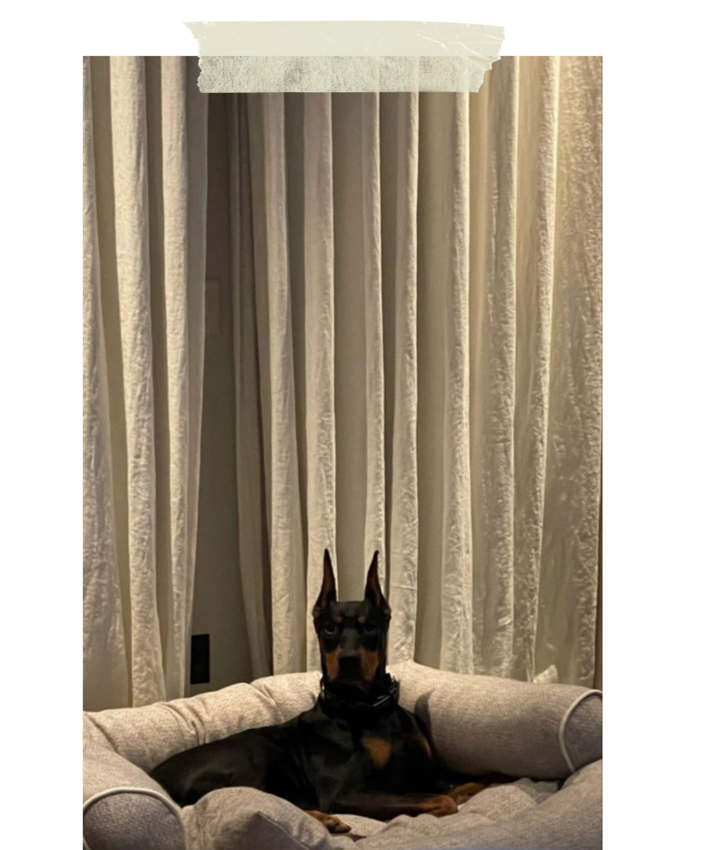 A Doberman dog lying on a cushioned pet bed in front of closed curtains in a living room