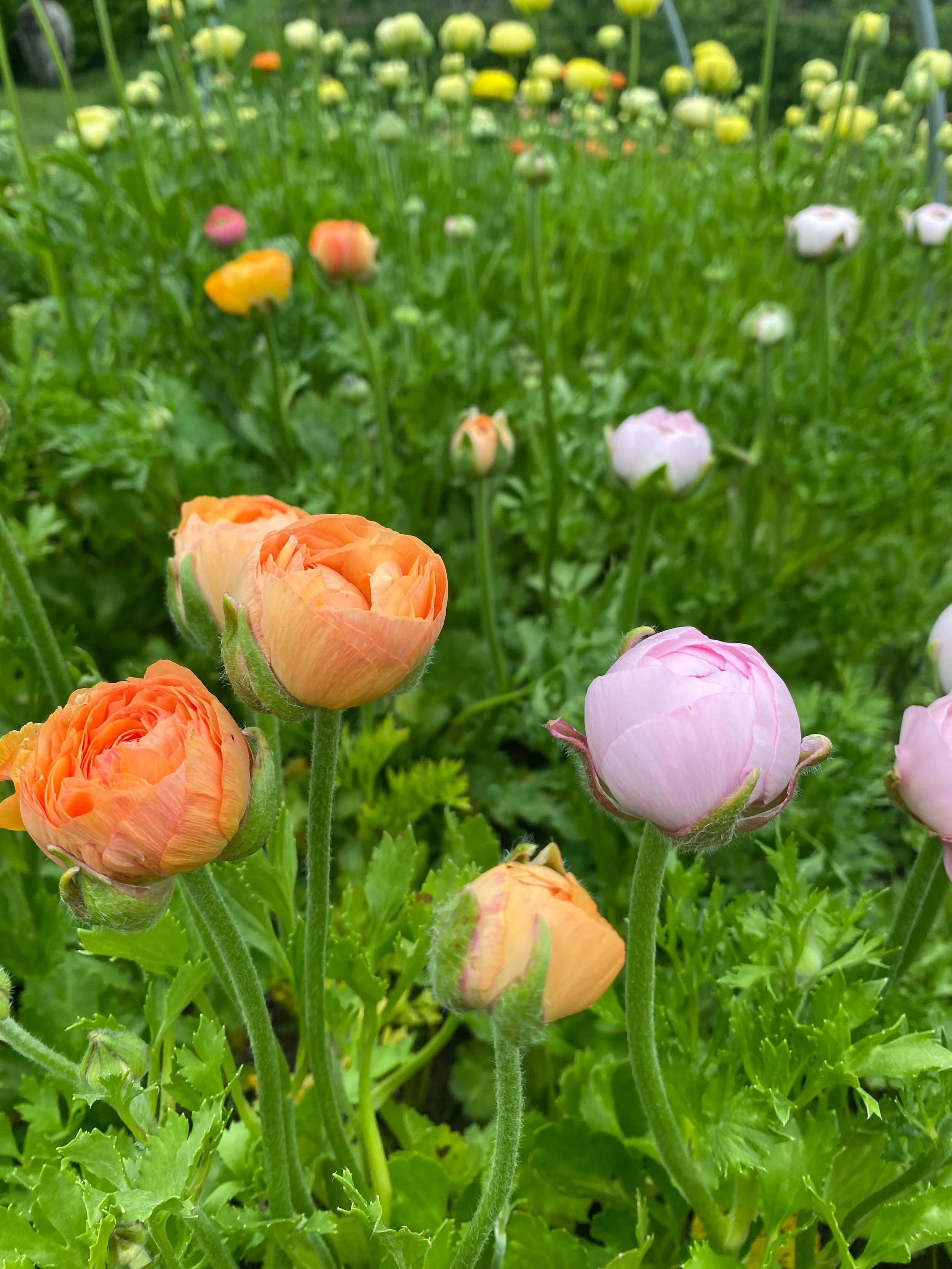 Picking loads of ranunculus and other spring blooms for this weekends bouquets. They&rsquo;ll be available at our self serve flower stand Friday, Saturday,Sunday from 7am until sold out!  If you&rsquo;re looking for a special bouquet for pickup at an