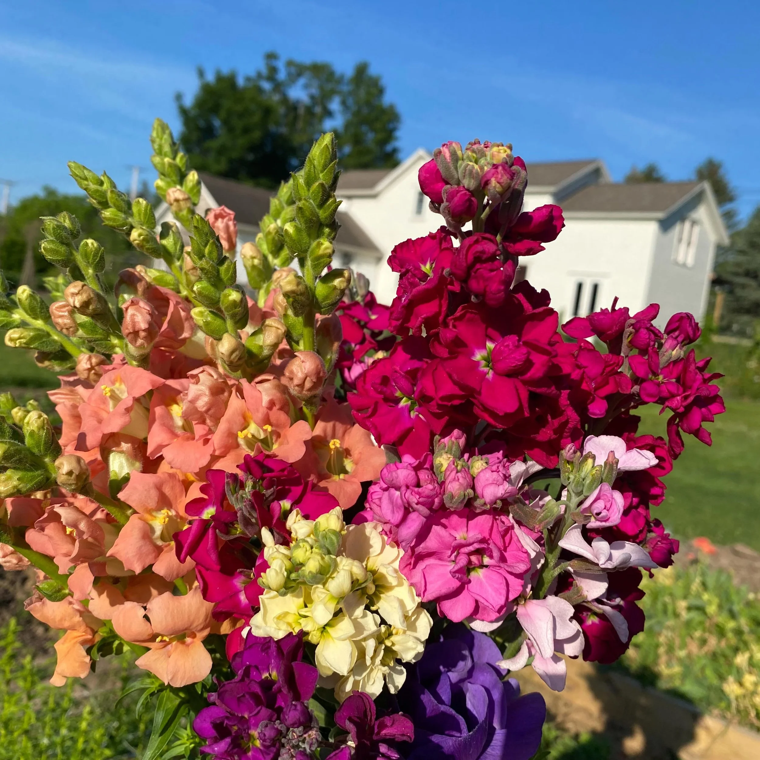 First full bunch of snaps and stock, going into the cooler for this weekend&rsquo;s bouquets!  They&rsquo;ll be out Friday, Saturday, Sunday 8am- until sold out!