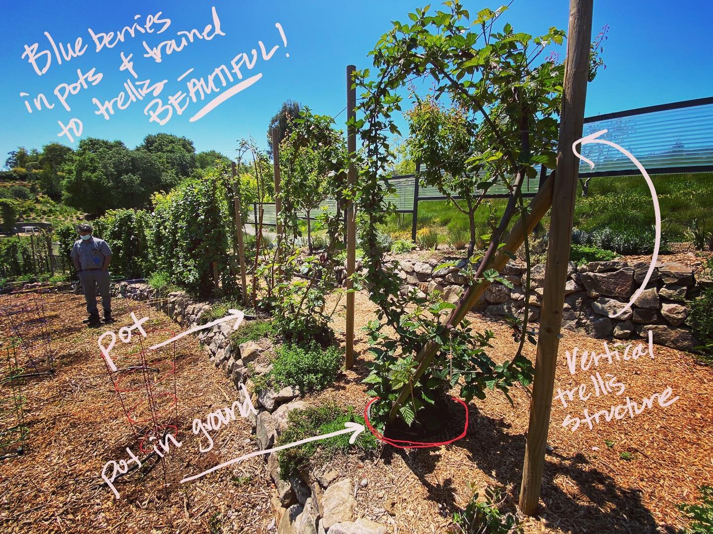 Veggie garden inspiration! I was fortunate to visit this amazing veggie garden and love how vines and espalier apple trees are used to create rooms and spaces. We&rsquo;re planting our veggie garden soon - more to come! #veggiegarden #espalier #lands