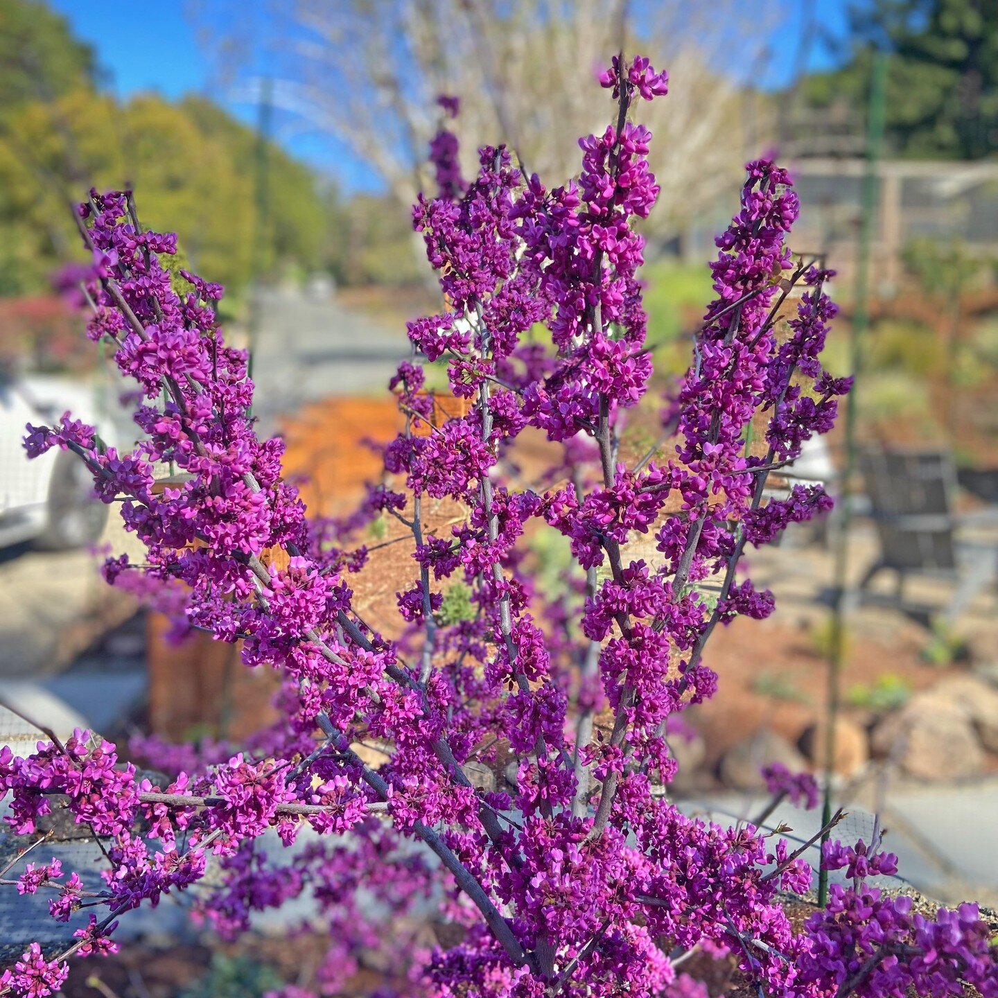 Let us introduce Cercis canadensis texensis 'Oklahoma' - also known as Oklahoma Redbud. This beauty pops rich pink flowers on bare branches to hint of spring's approach. Followed by heart-shaped leaves which are just now beginning to bud. It's a show