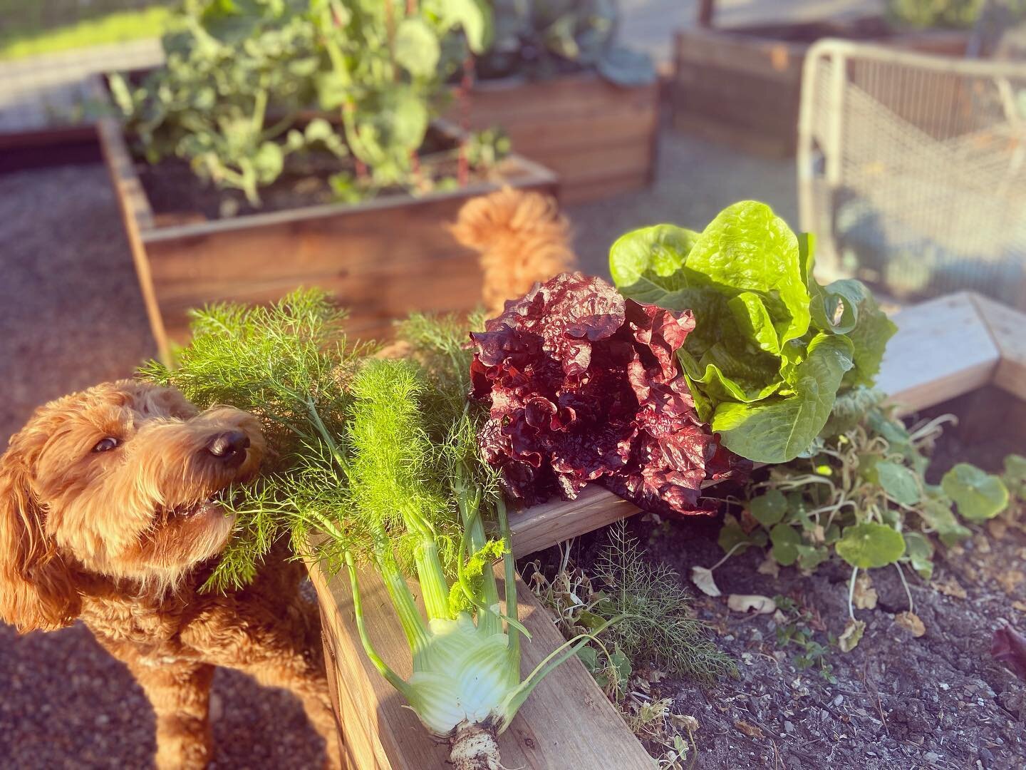Wednesday&rsquo;s vegetable garden harvest!  Do dogs like fennel? We have many projects in the works and will be sharing updates, but in the meantime photos from our redesigned &amp; replanted garden #veggiegarden #permaculture #perennials #gardendes