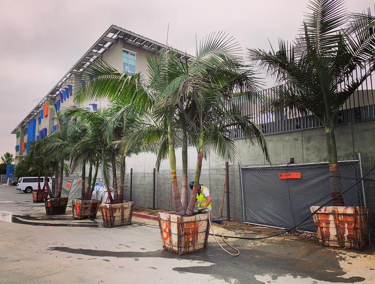 It was not easy finding these King Palms, but they are going to transform the courtyard at this affordable housing project in #baymeadows #archontophoenixcunninghamiana #palms #landscapearchitecture #shedlandscapearchitecture