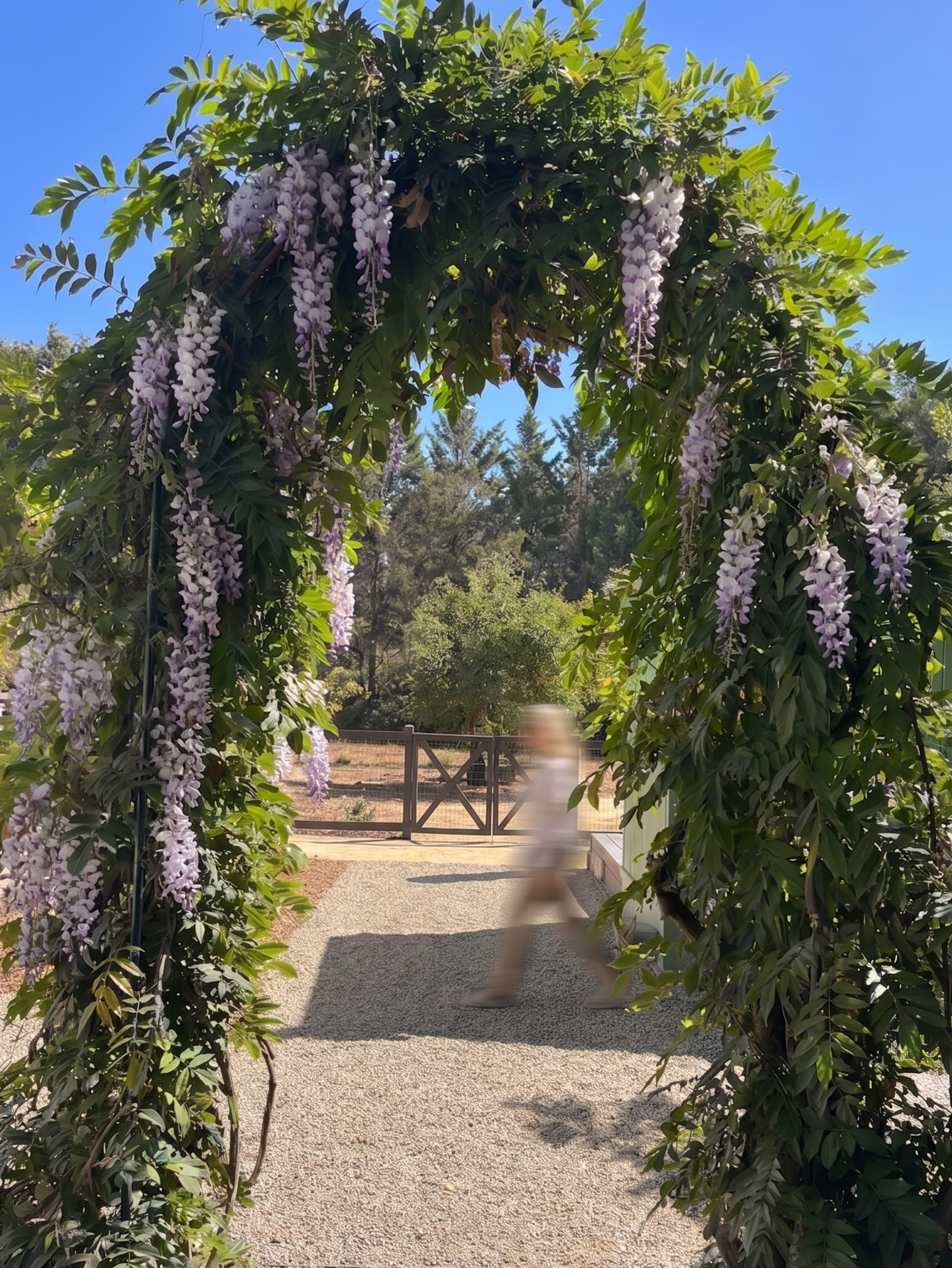 wisteria.png