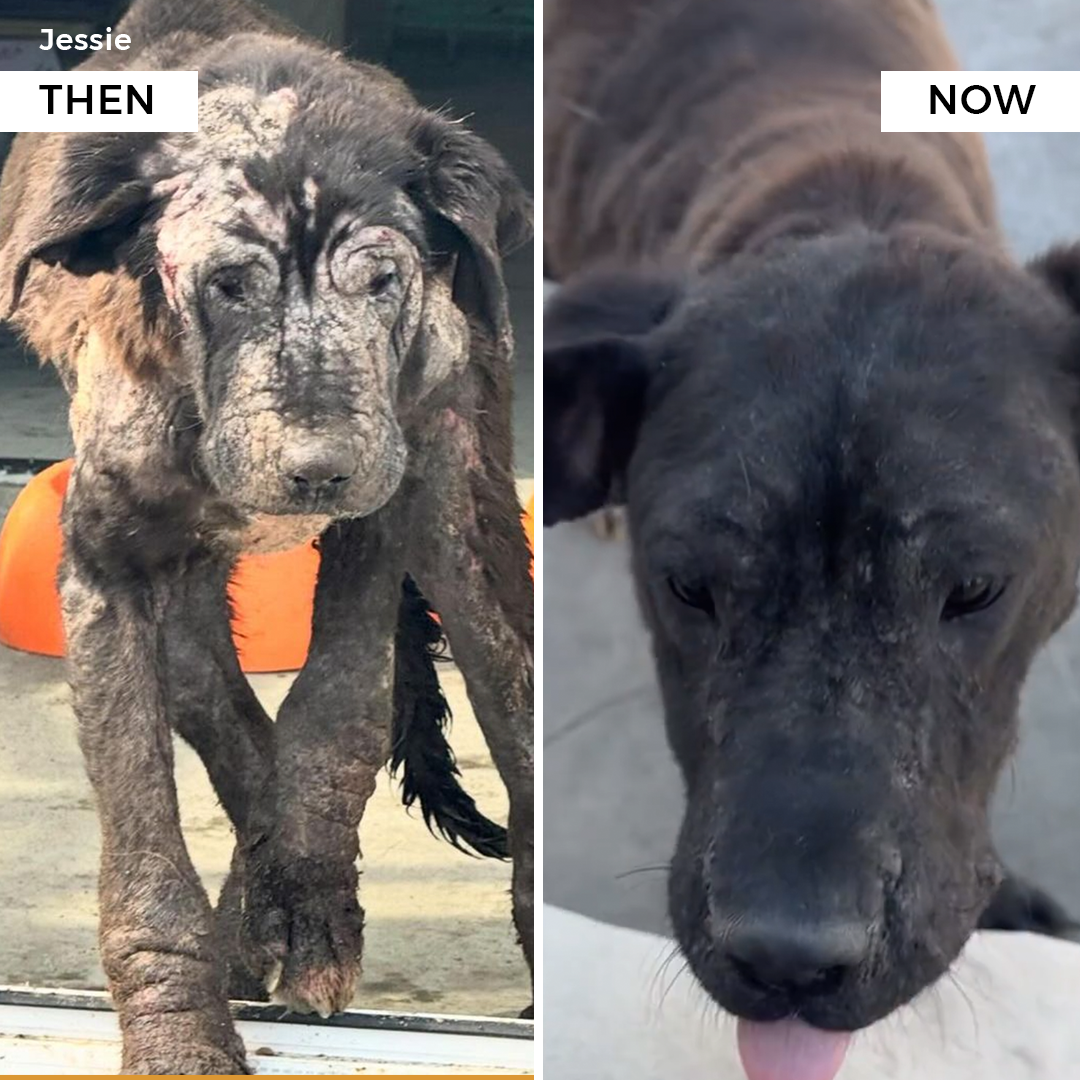 Then-Now_Adoptables_Jessie.png