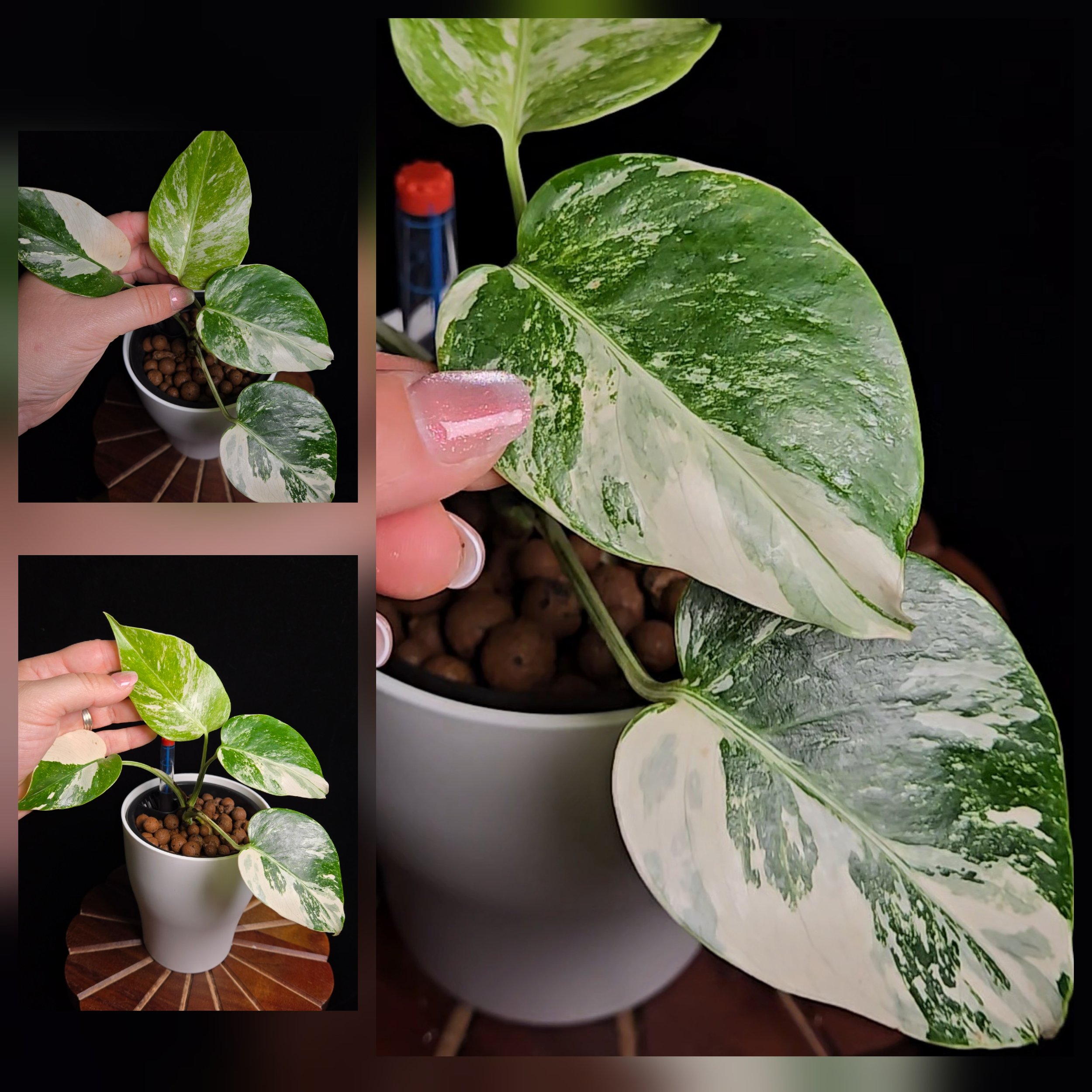 #Monstera Albo #0537