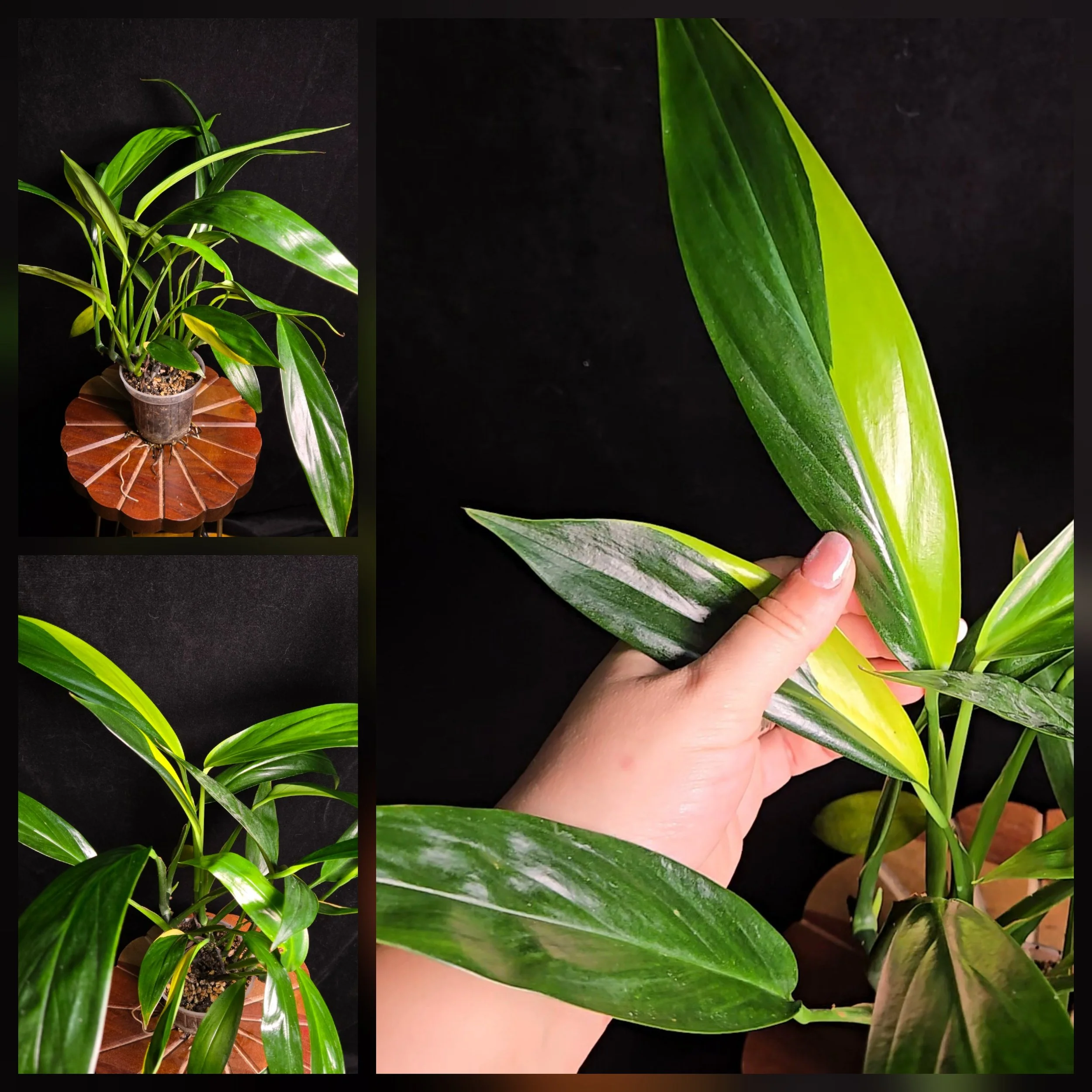 #Epipremnum Amplissimum Variegata #0538
