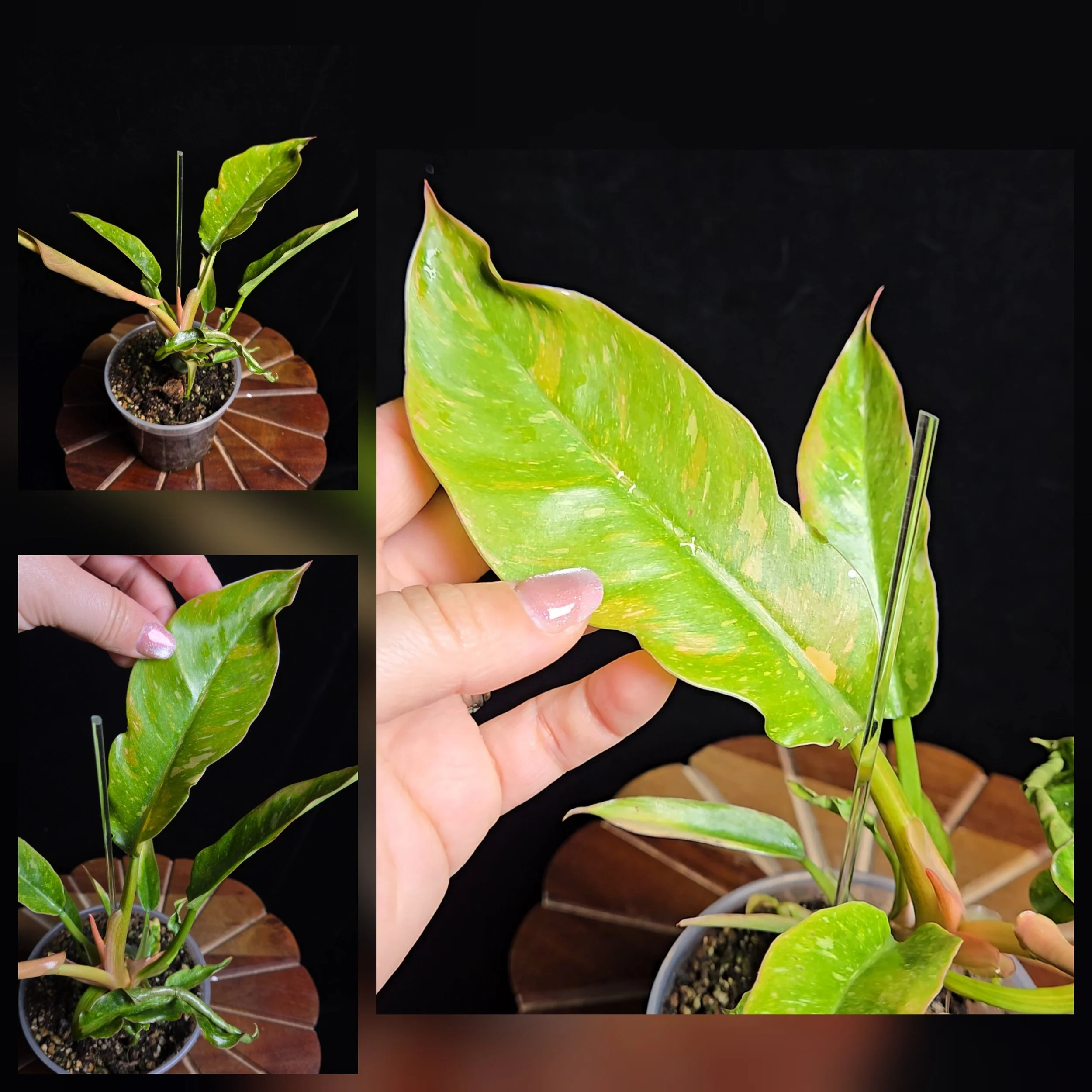 #Philodendron Ring of Fire Variegata #0535