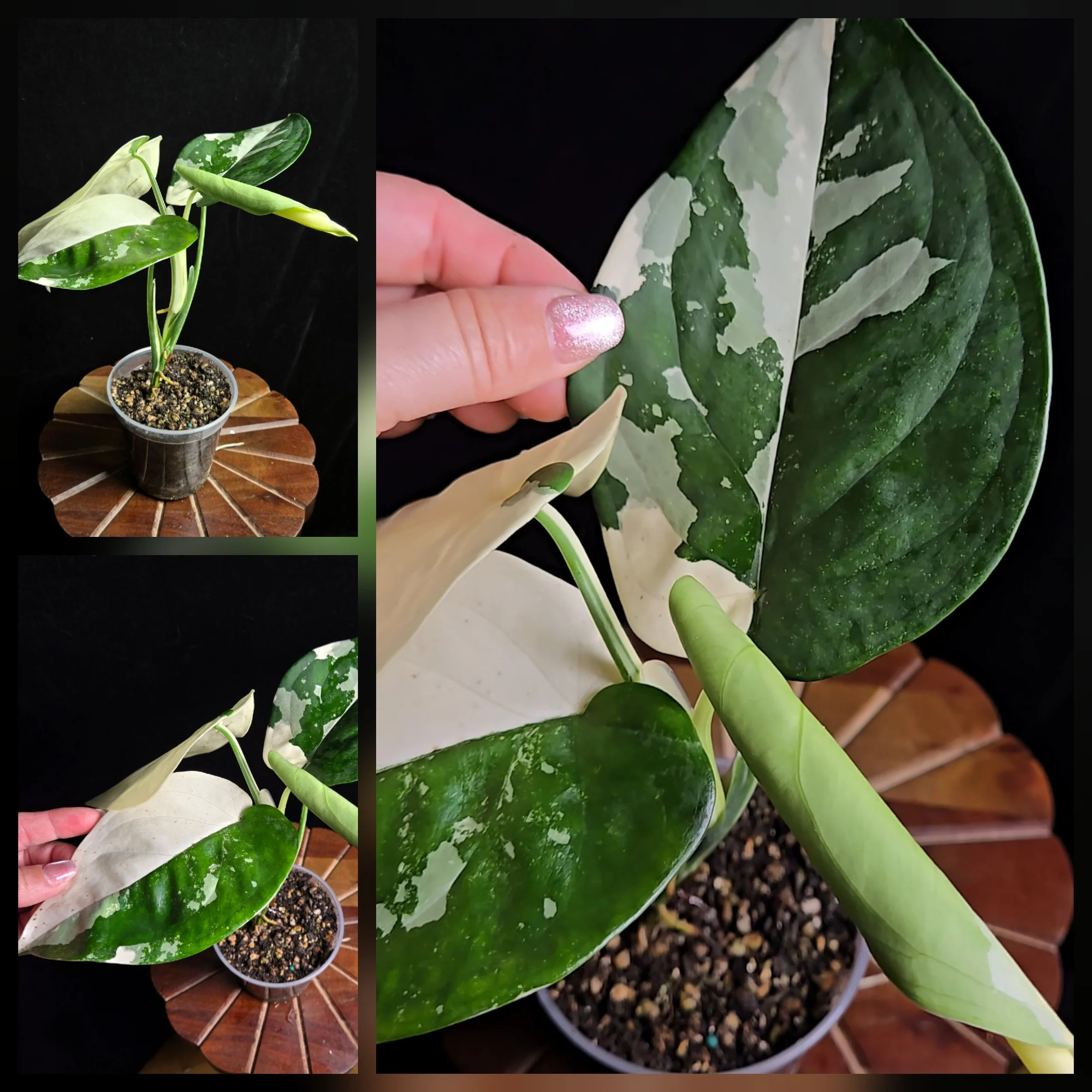 #Syngonium Chiapense Variegata #0534