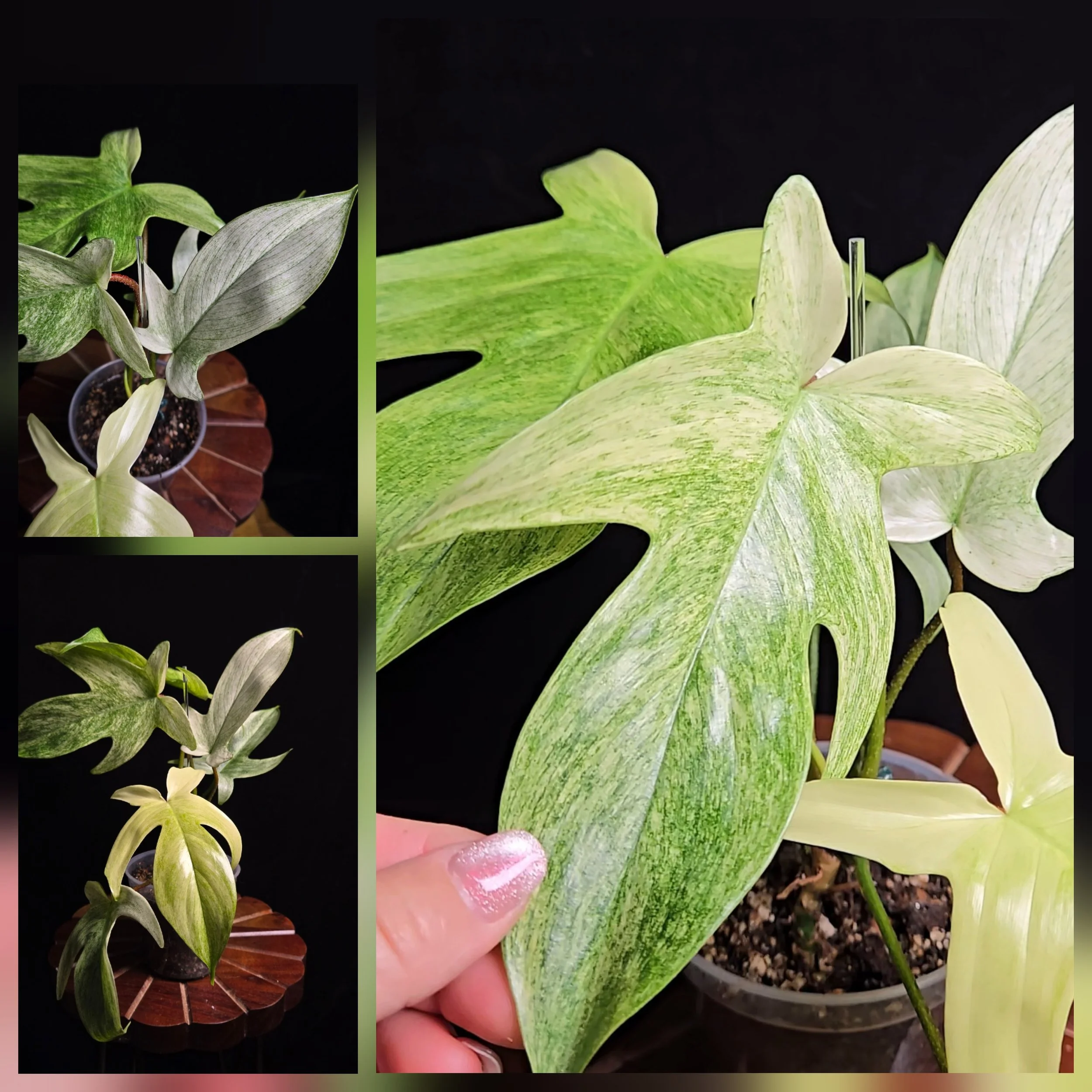 #Philodendron Florida Ghost Mint #0536