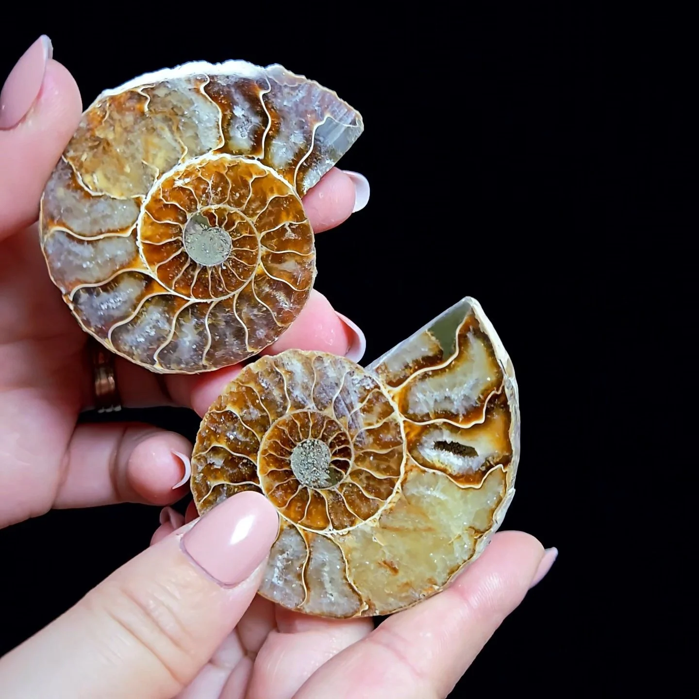 .Ammonite #8Q
