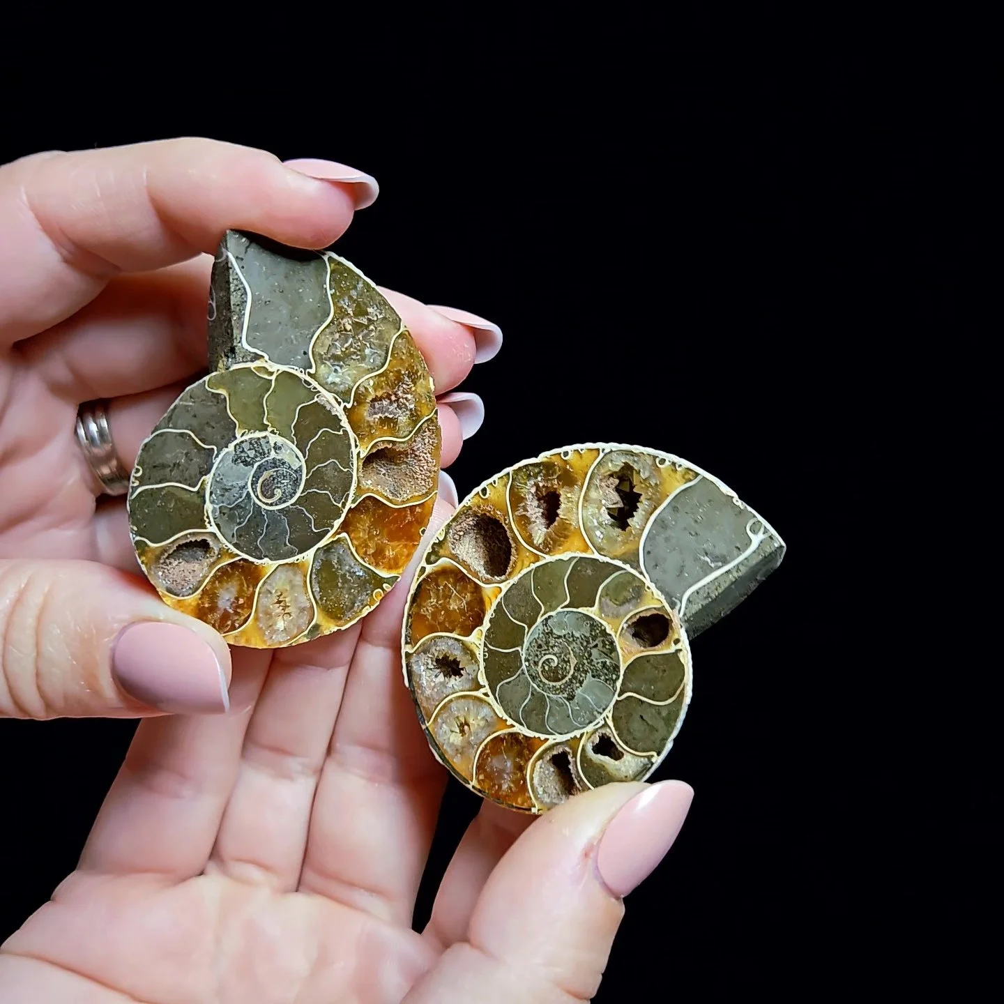 .Ammonite #8P