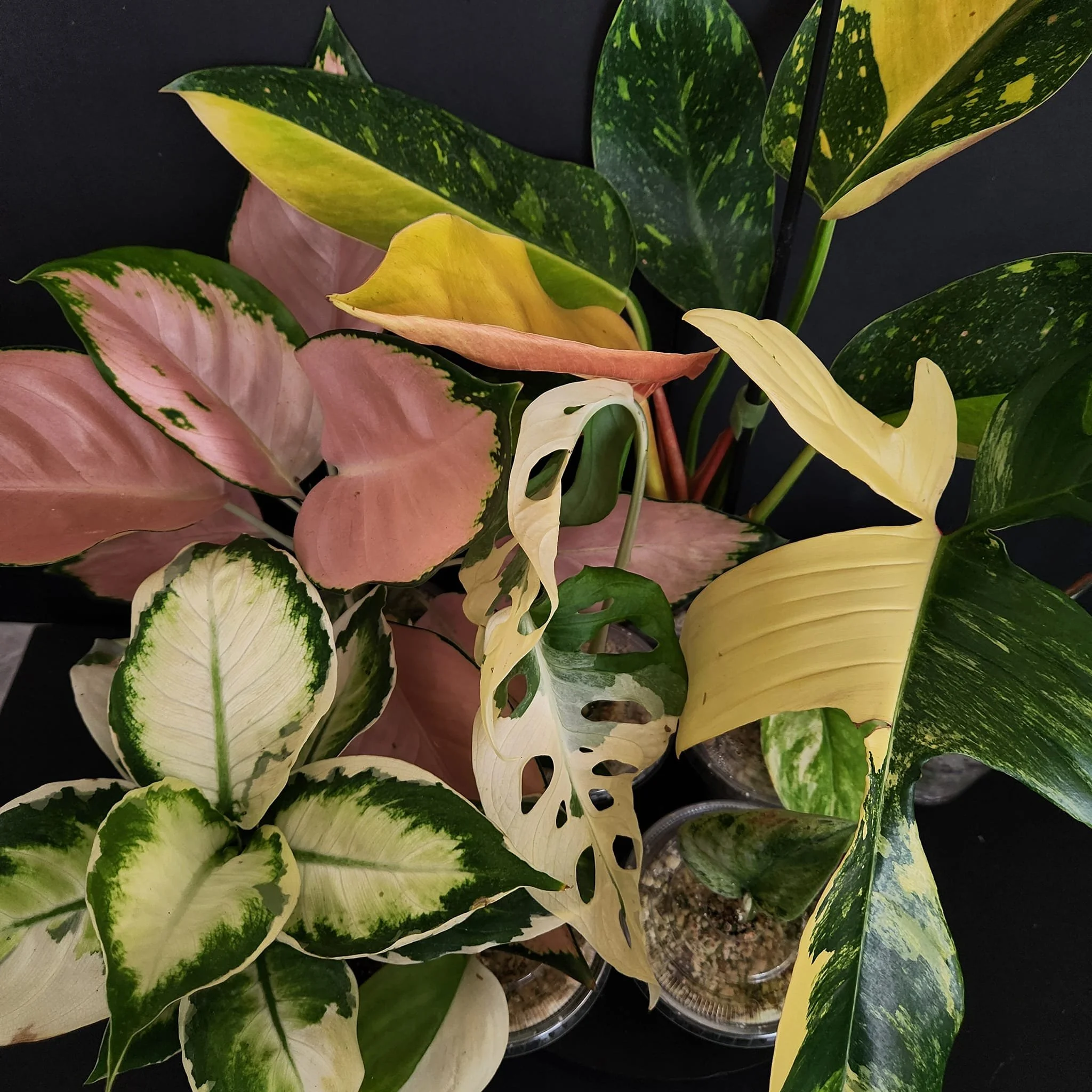 *Achats sur réseaux sociaux* *Dépôt de 75$ pour garder un panier ouvert 14 jours