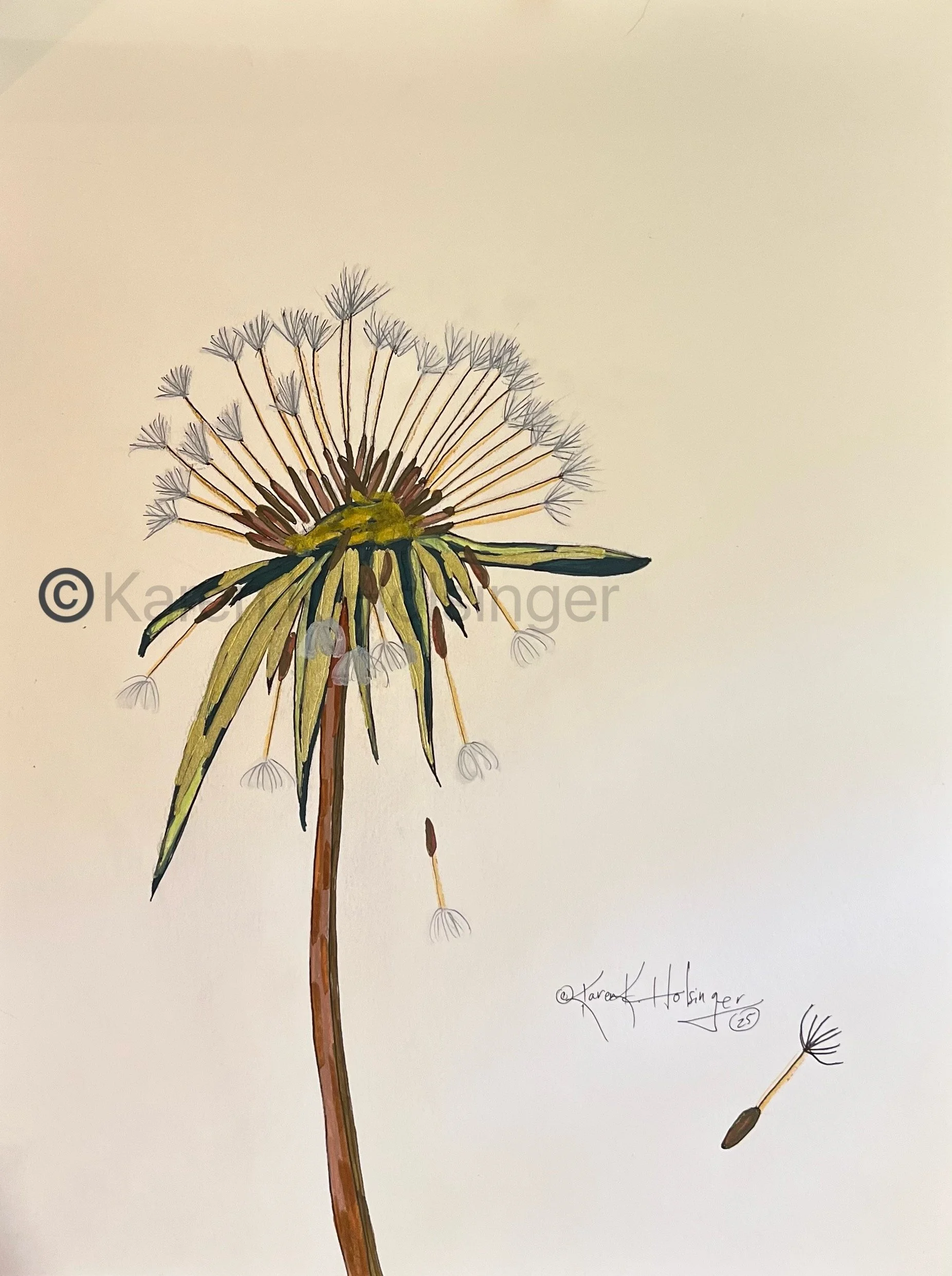 A watercolor painting of a dandelion seed head with some seed parachutes floating away on a plain background.