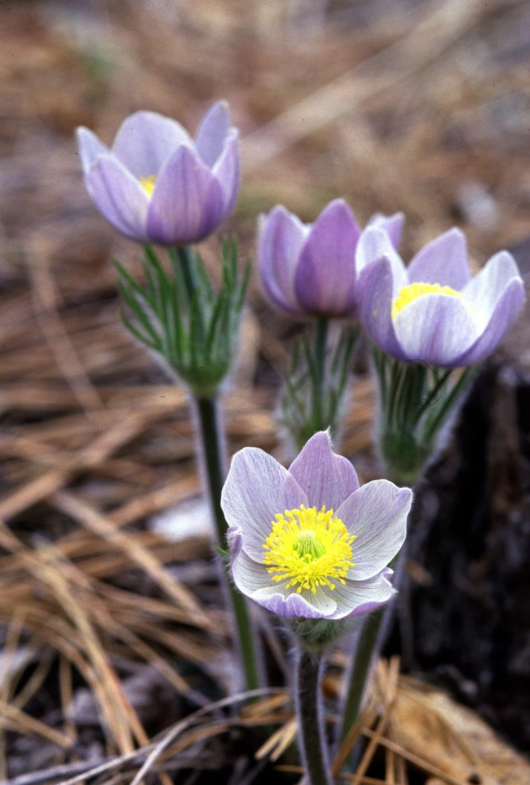 Lavender pasque flowers blooming through dry prairie grass in early spring