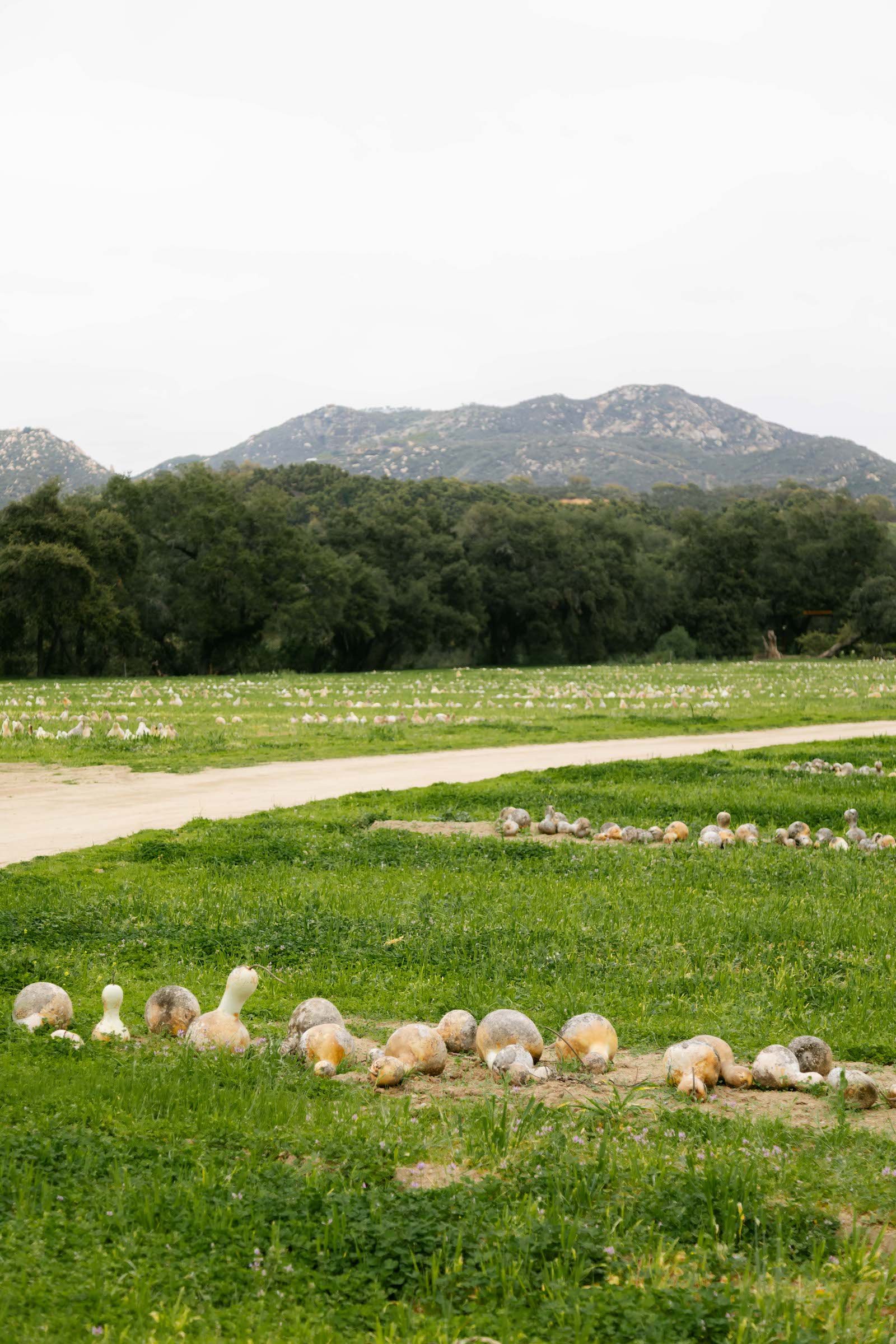 Photo - gourd field drying.jpg