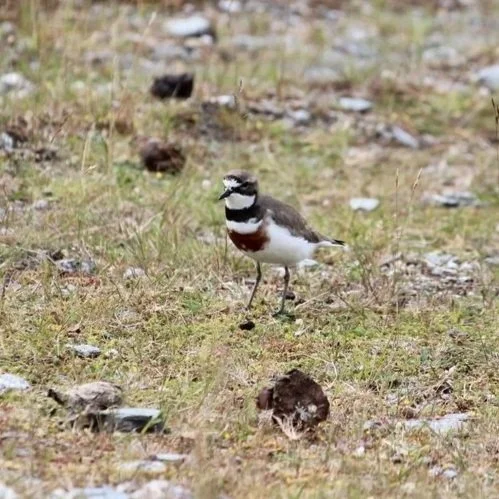 Double-Banded Plover standing on grass