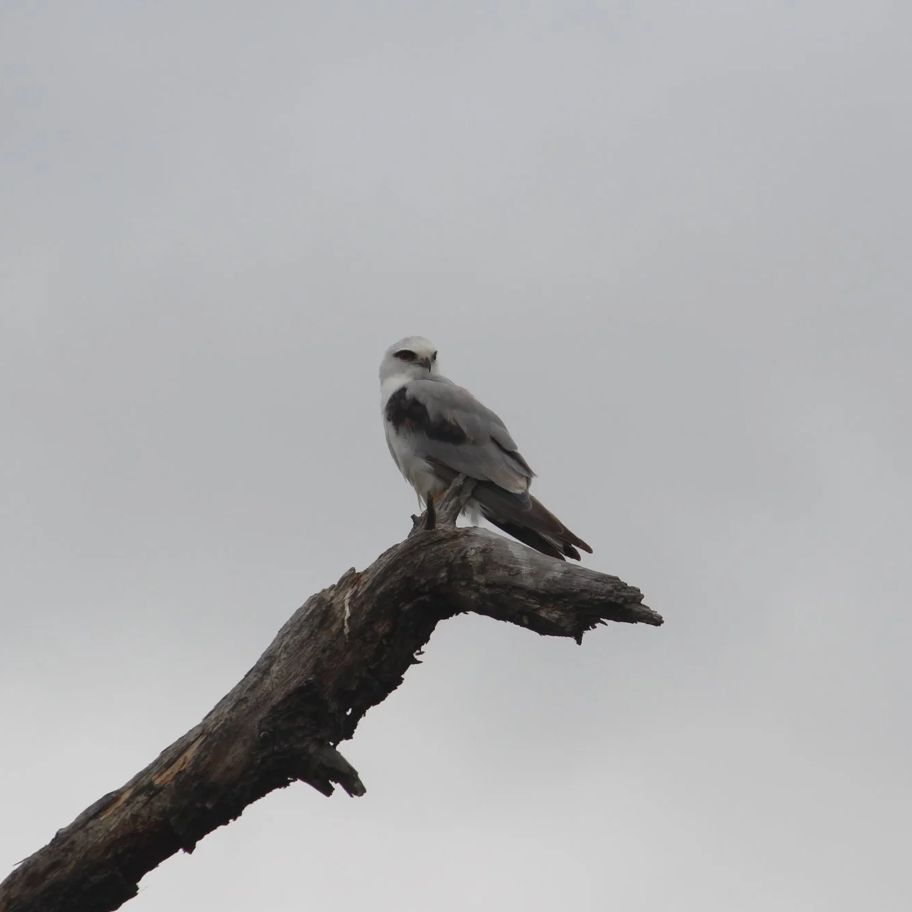 Black Shouldered Kite