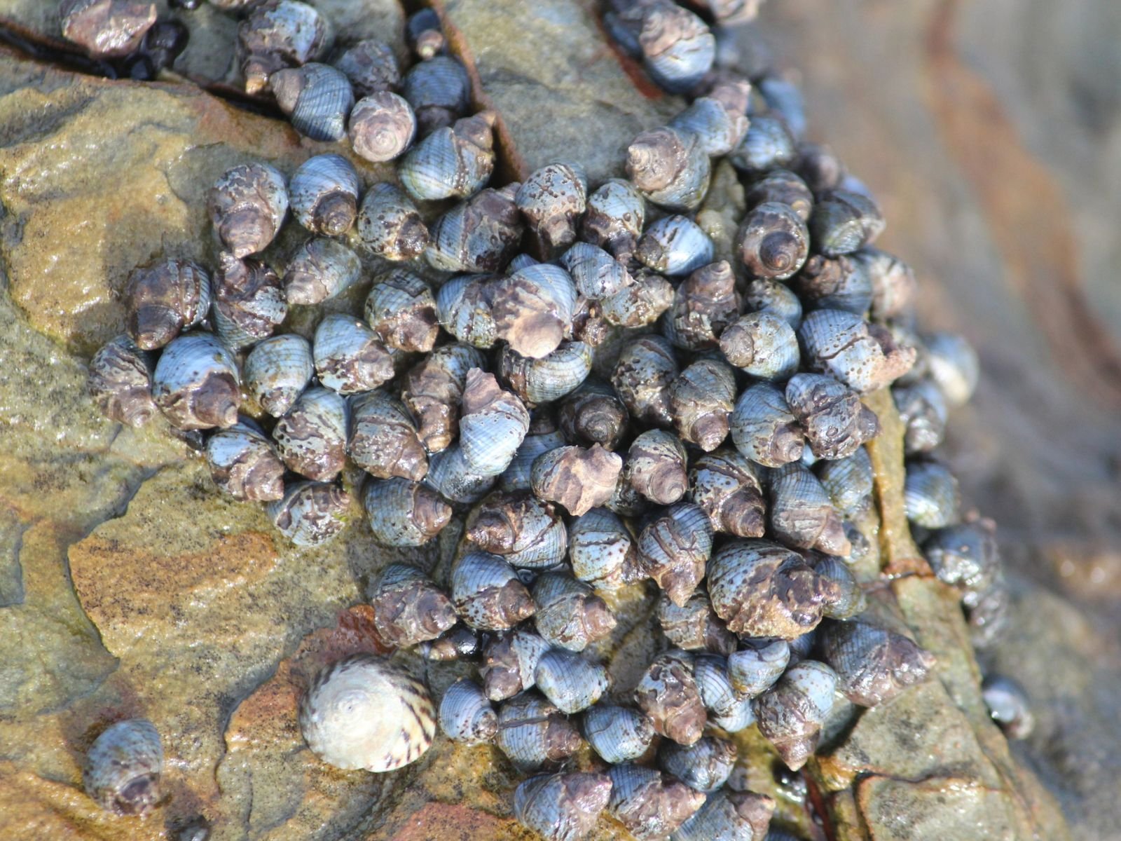 Blue Periwinkles