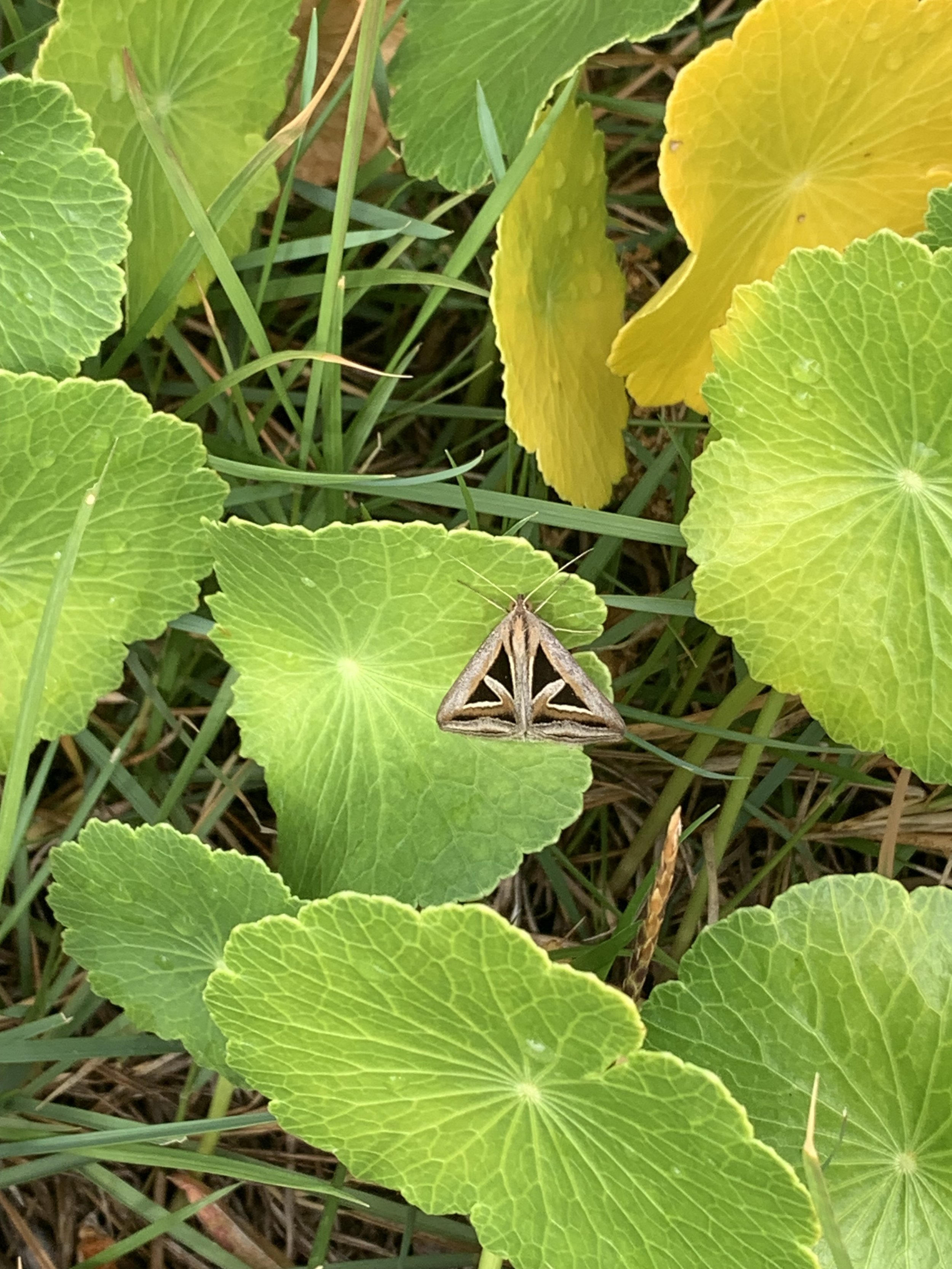 Triangles-Trigonodes-hyppasia-moth.jpg