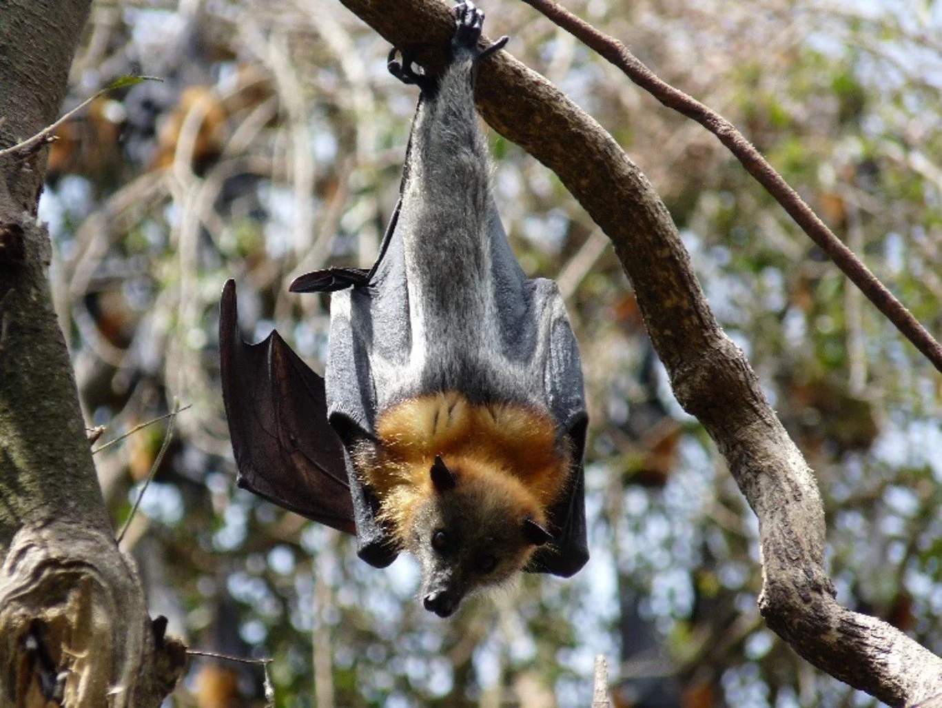 Grey-headed Flying Fox