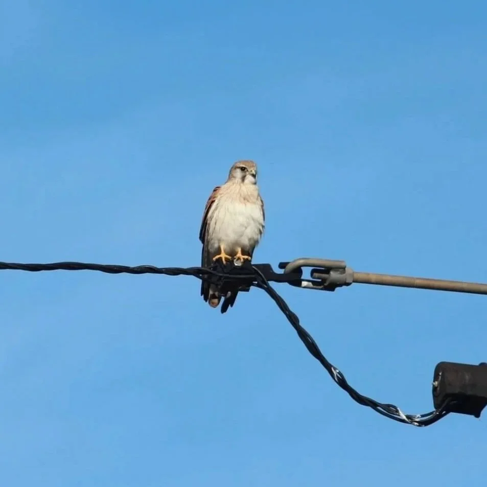 Nankeen Kestrel