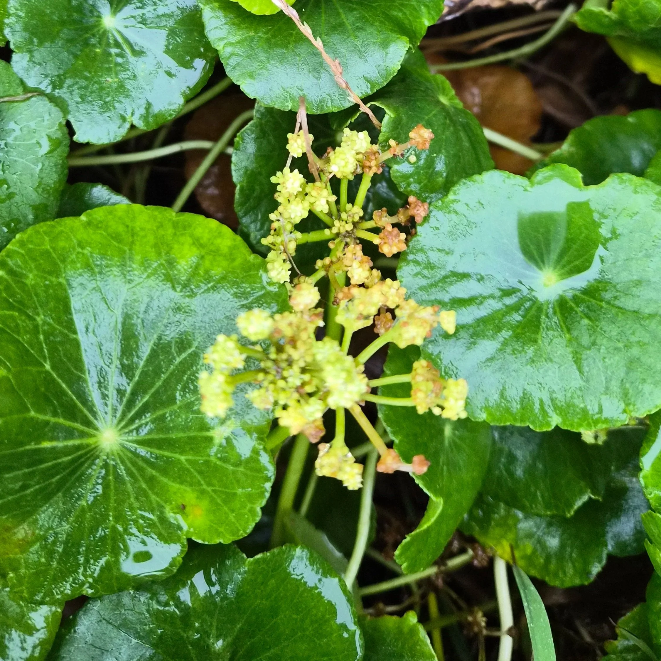 Hydrocotyle (Pennywort)