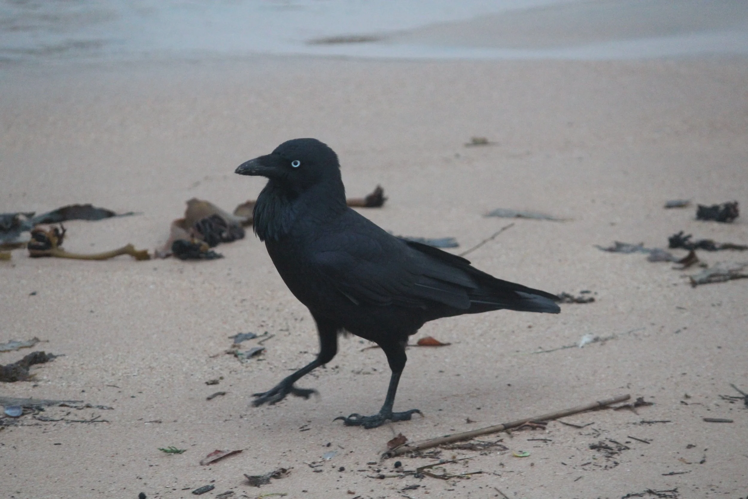 Australian Raven