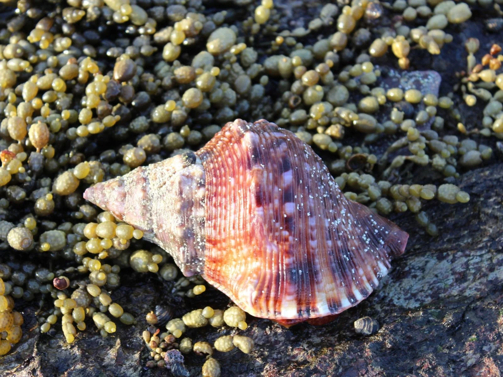 Neptune’s Necklace
