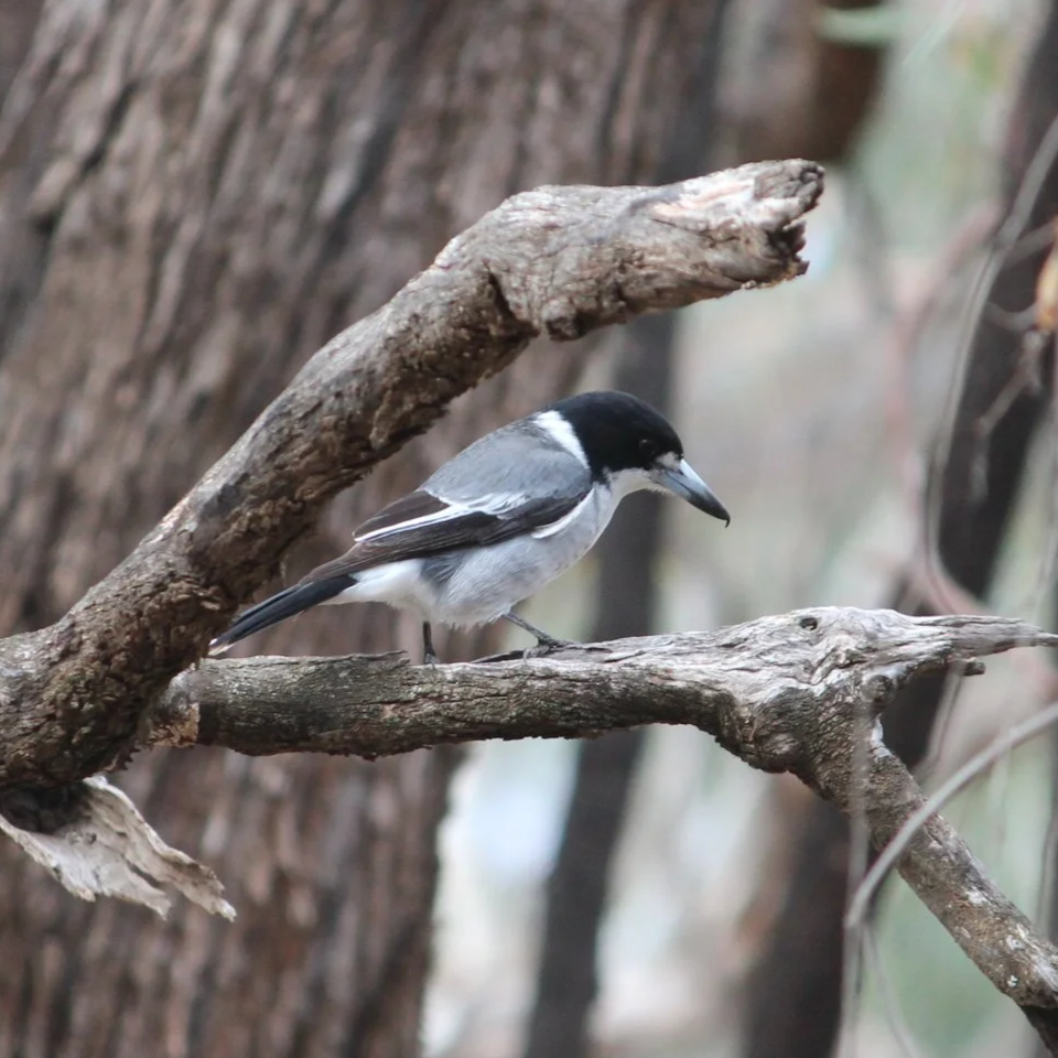 Grey Butcherbird