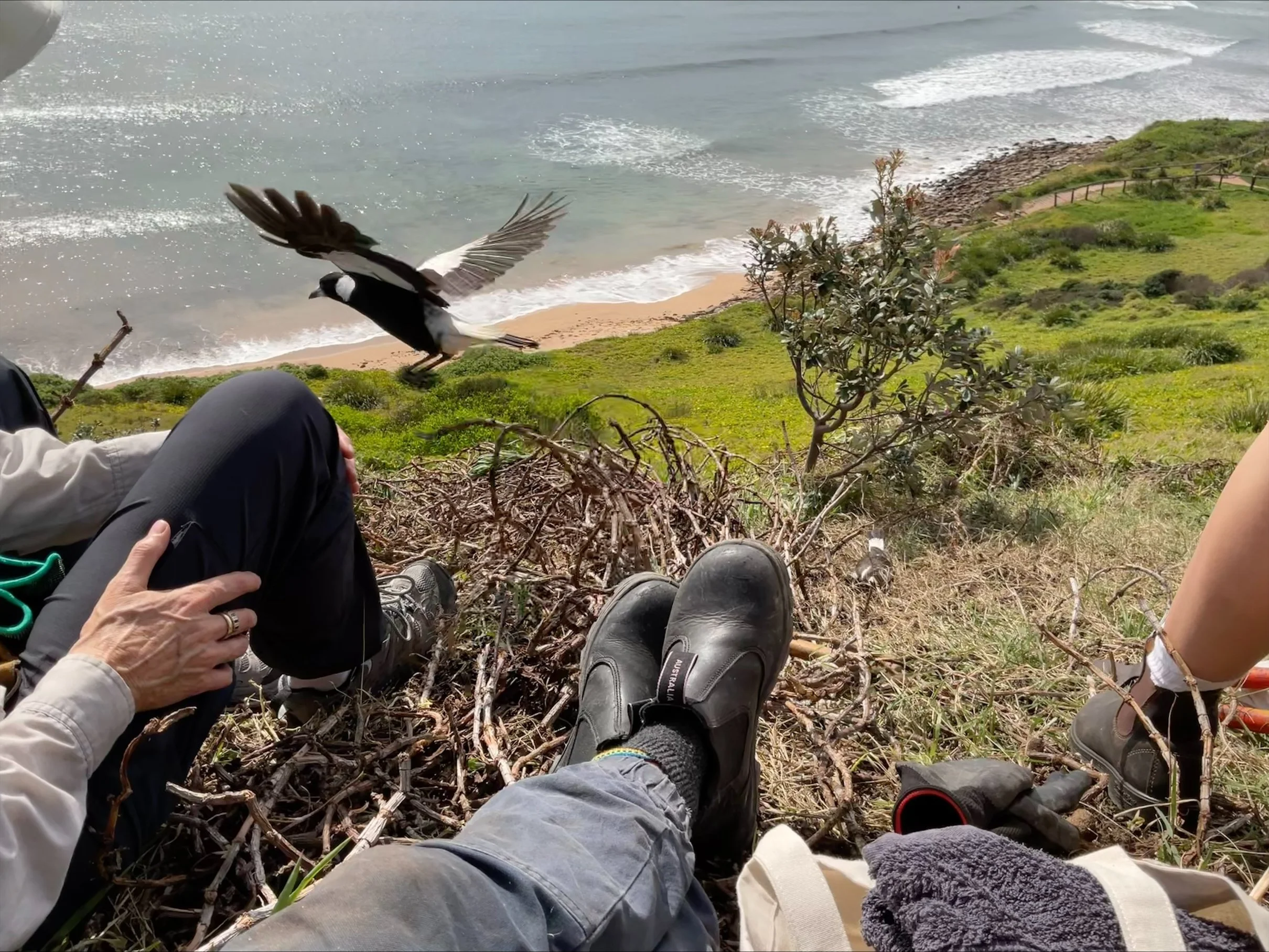 magpie-in-flight.jpeg