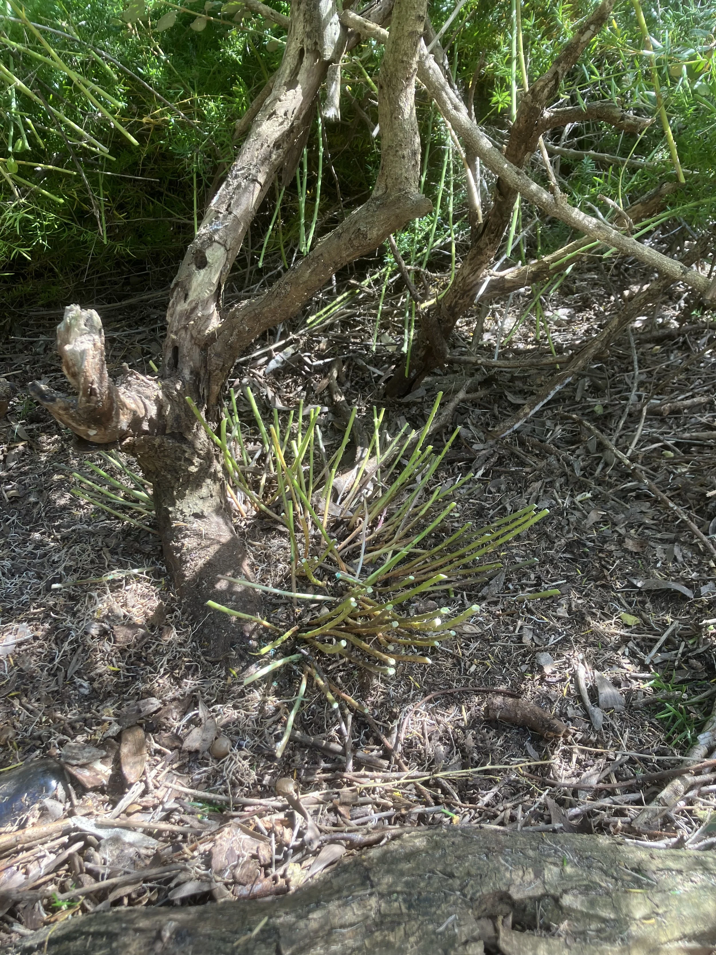 Asparagus stems cut back to 20cm then painted with glyphosate..jpeg