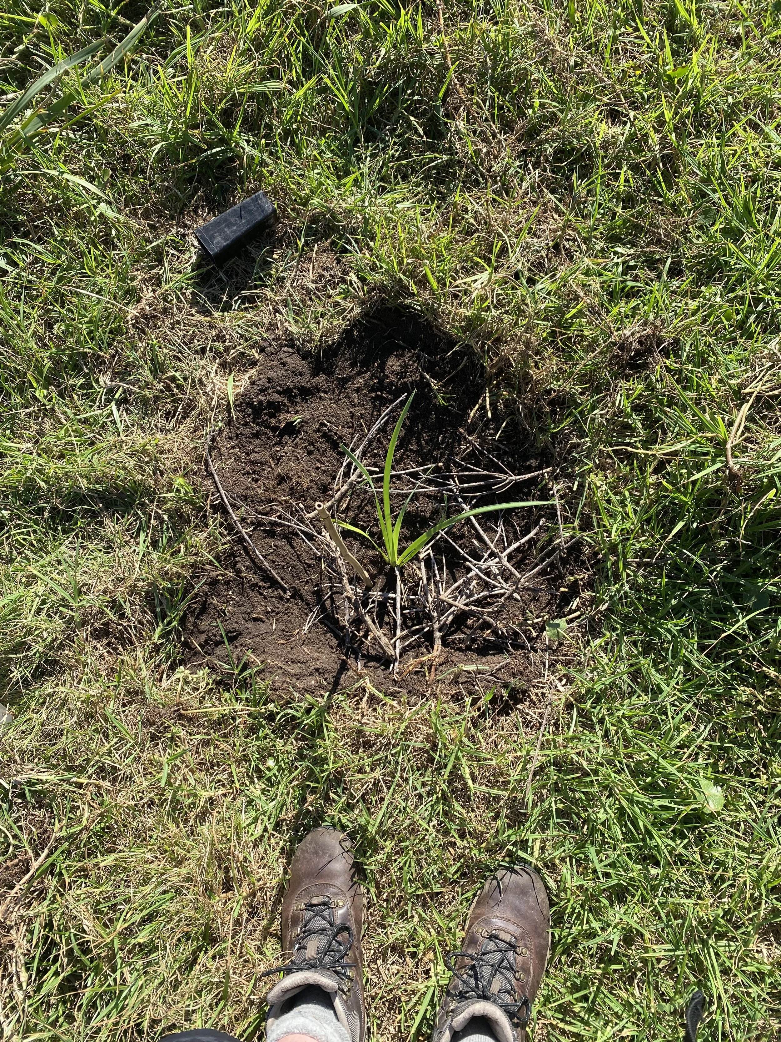 Lomandra longifolia in the well made for the tube stock,.jpeg