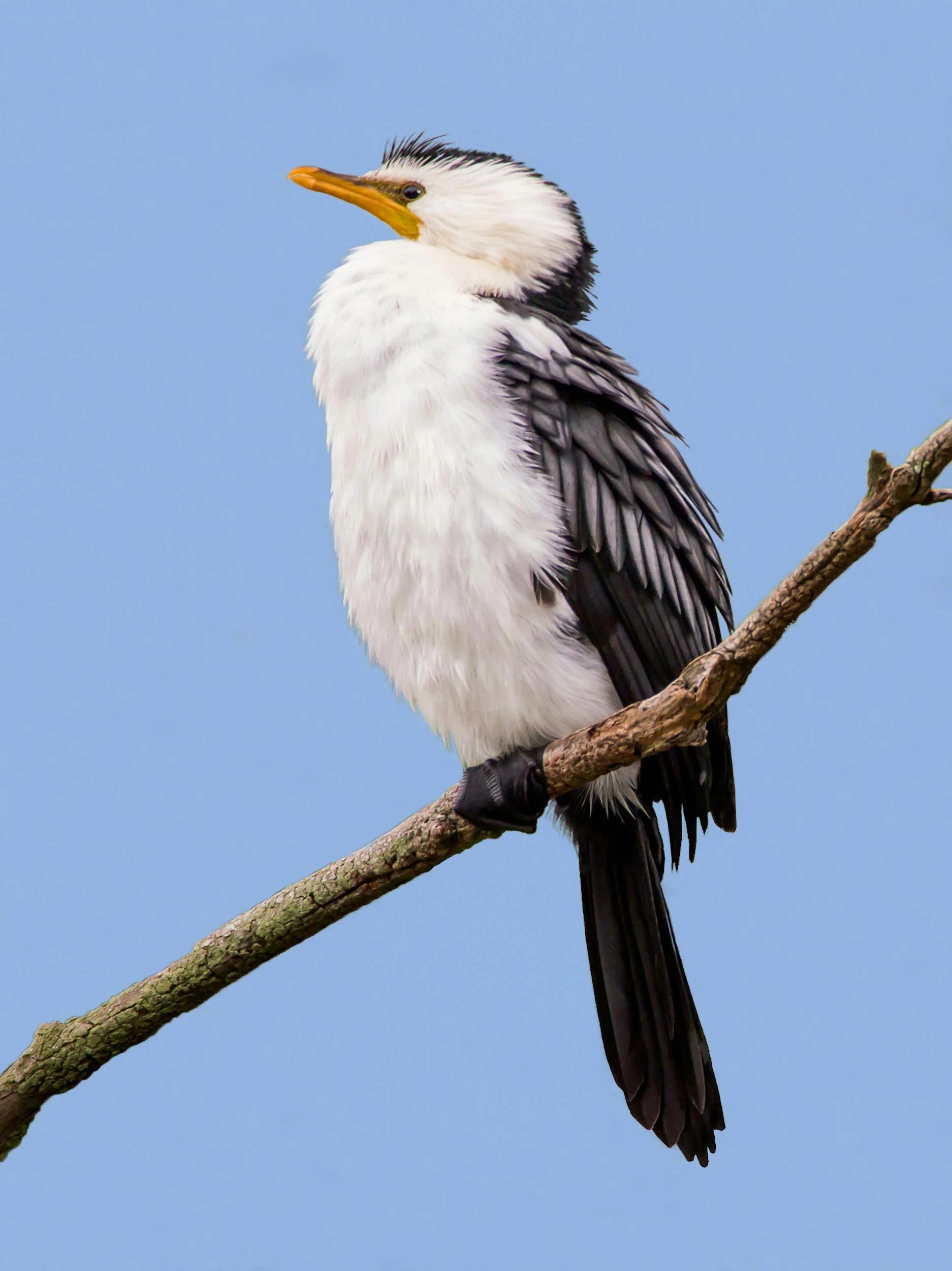 Pied Cormorant