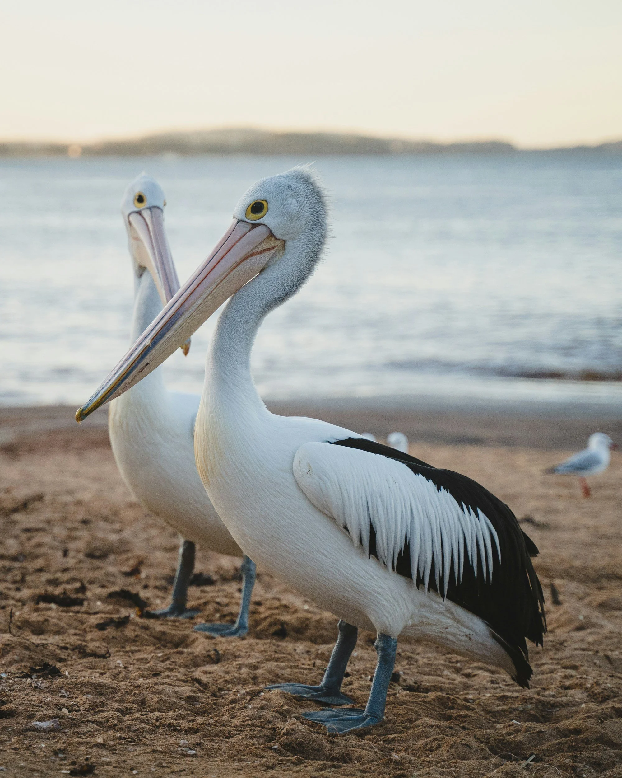 Australian Pelican