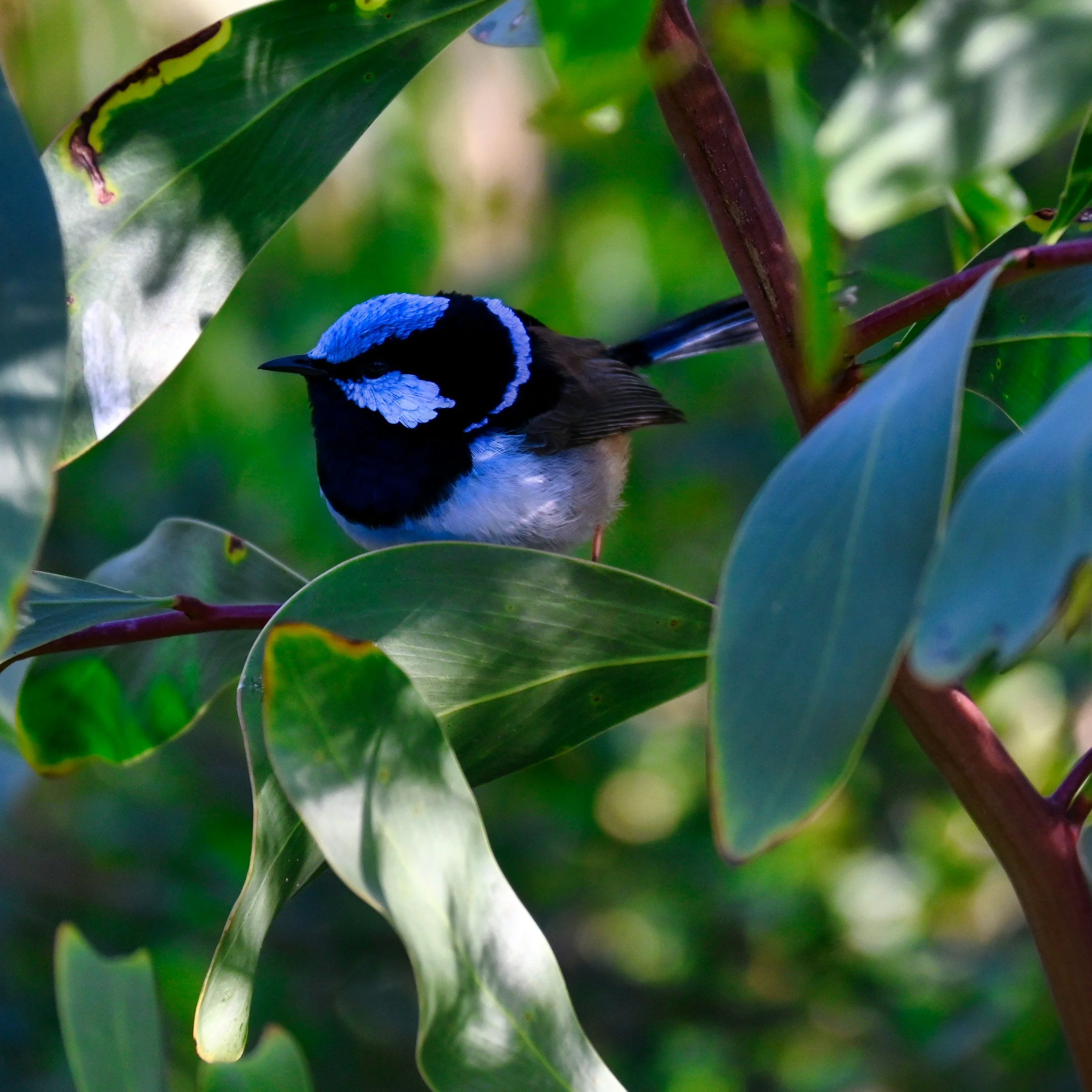 Superb Fairy-wren
