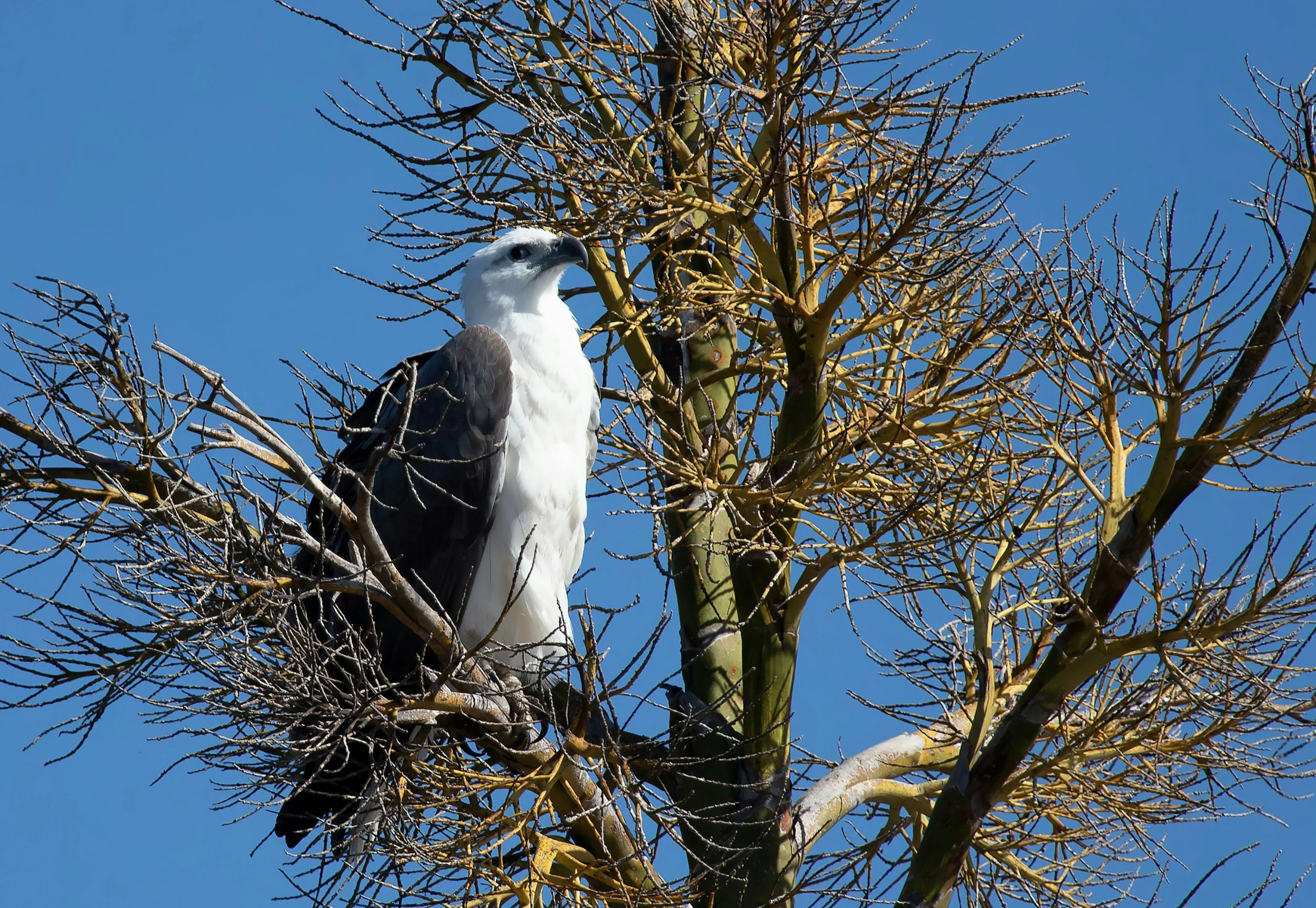 White-bellied Sea-Eagle