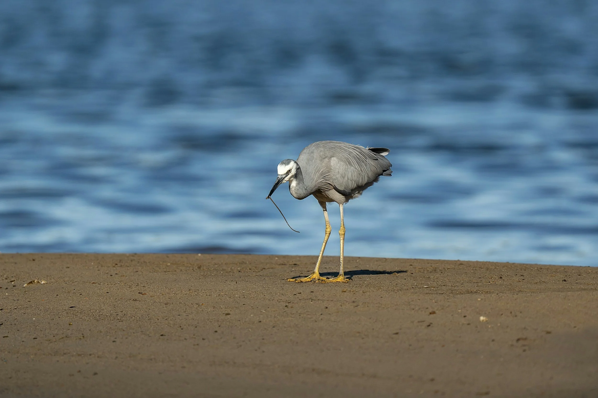 White-Faced Heron