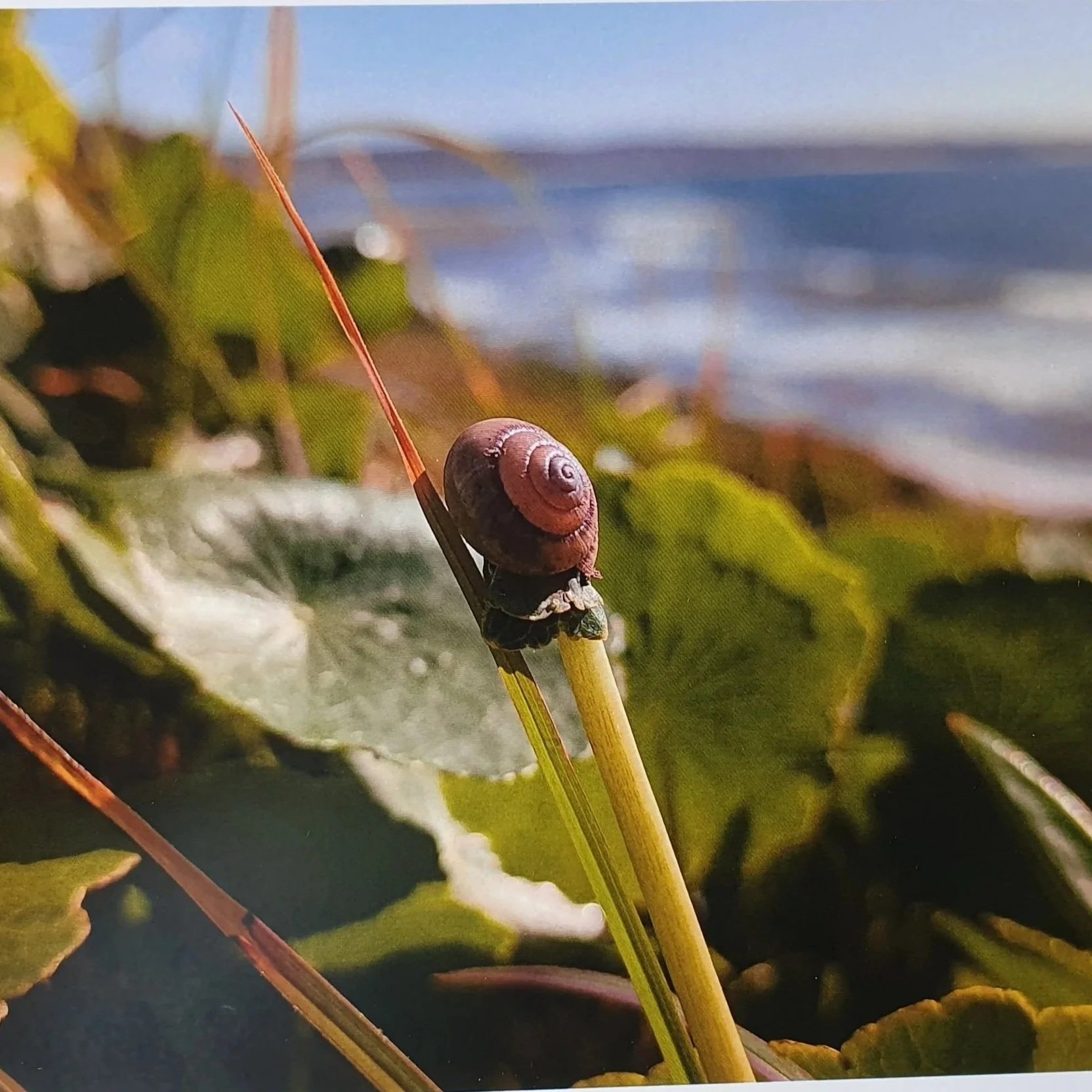 20251%2BMaroubra%2BSnail%2Bby%2BBrad%2BLAW.jpg