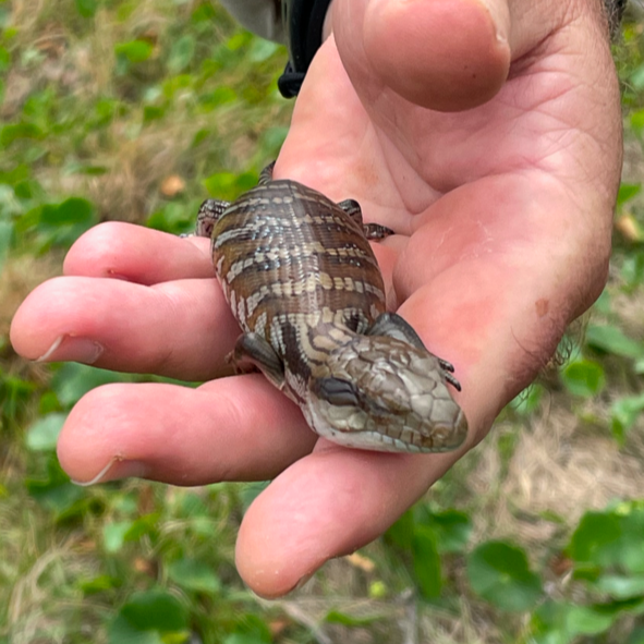 Blue-Tongue-Lizard-by-Mary-Clarkson-2.png