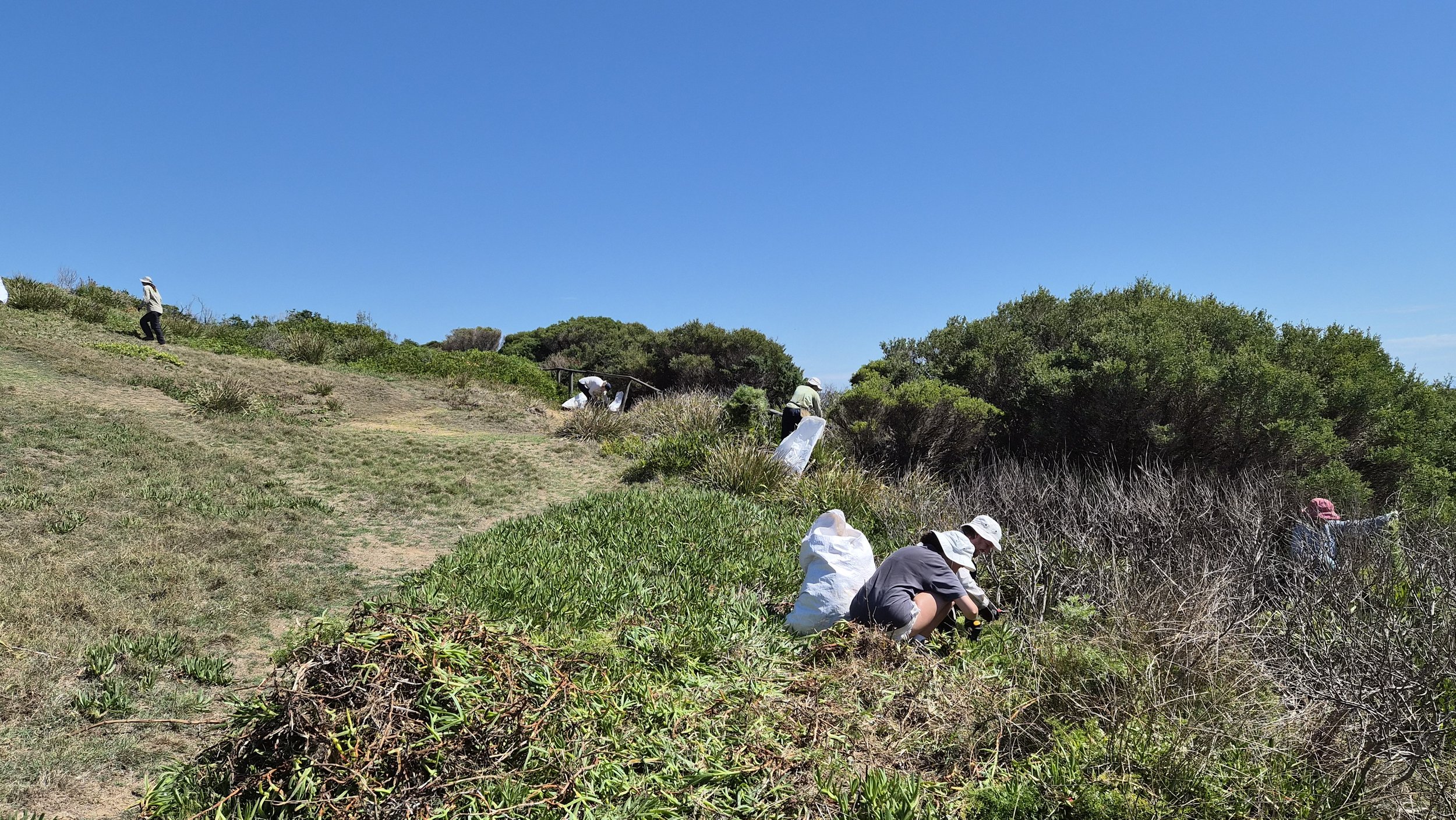 Reefcare Report: Tackling Asparagus Fern