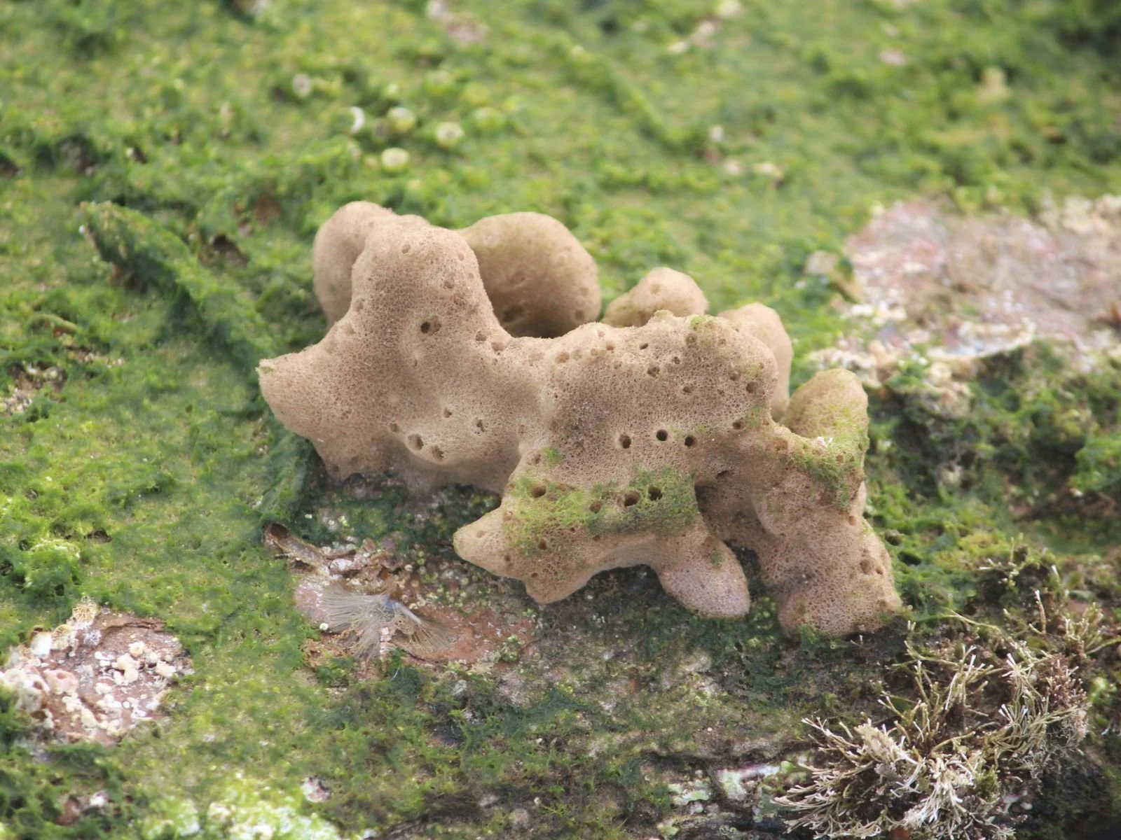 Beige sponge on algae covered rock